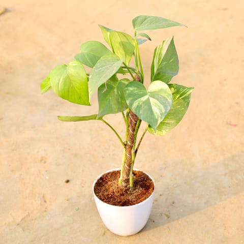 Money Plant With Moss Stick in 6 Inch Live Fresh Plant White Premium Orchid Round Plastic Pot in Madh