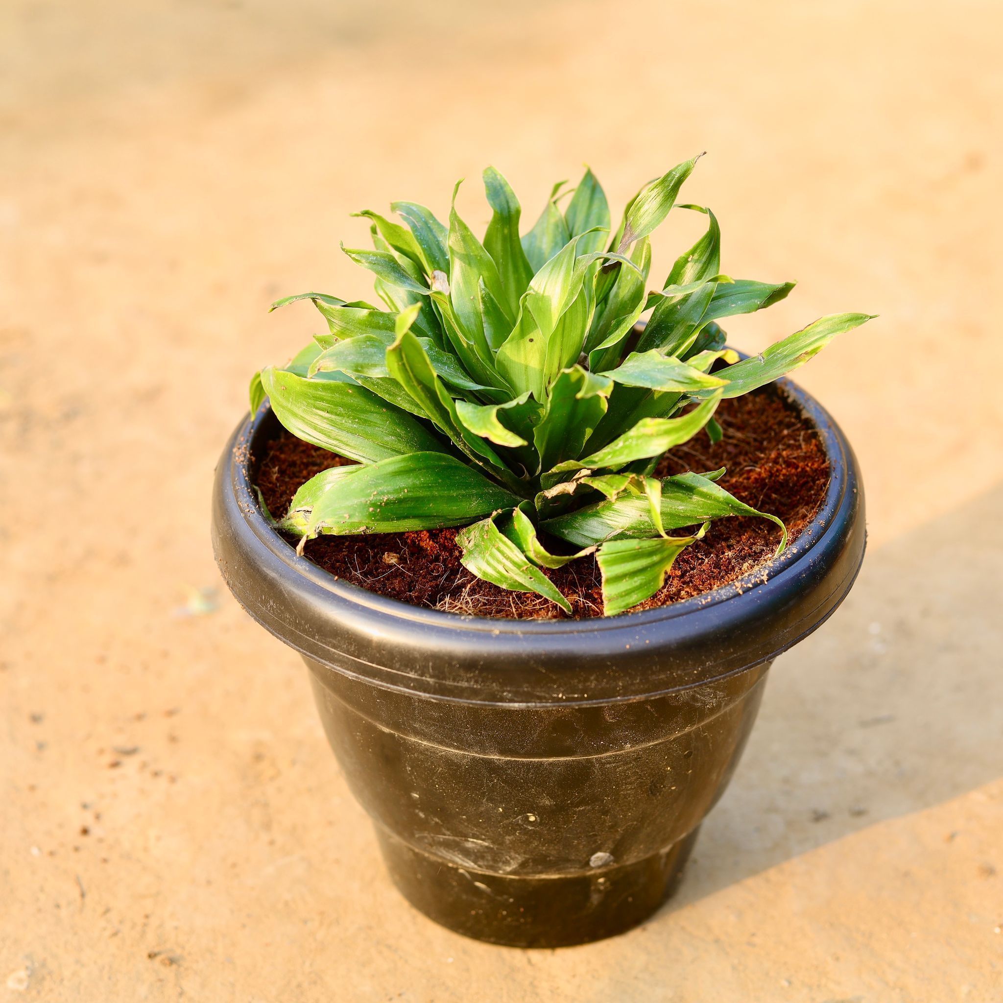 Dracaena Compacta in 8 Inch Black Classy Plastic Pot