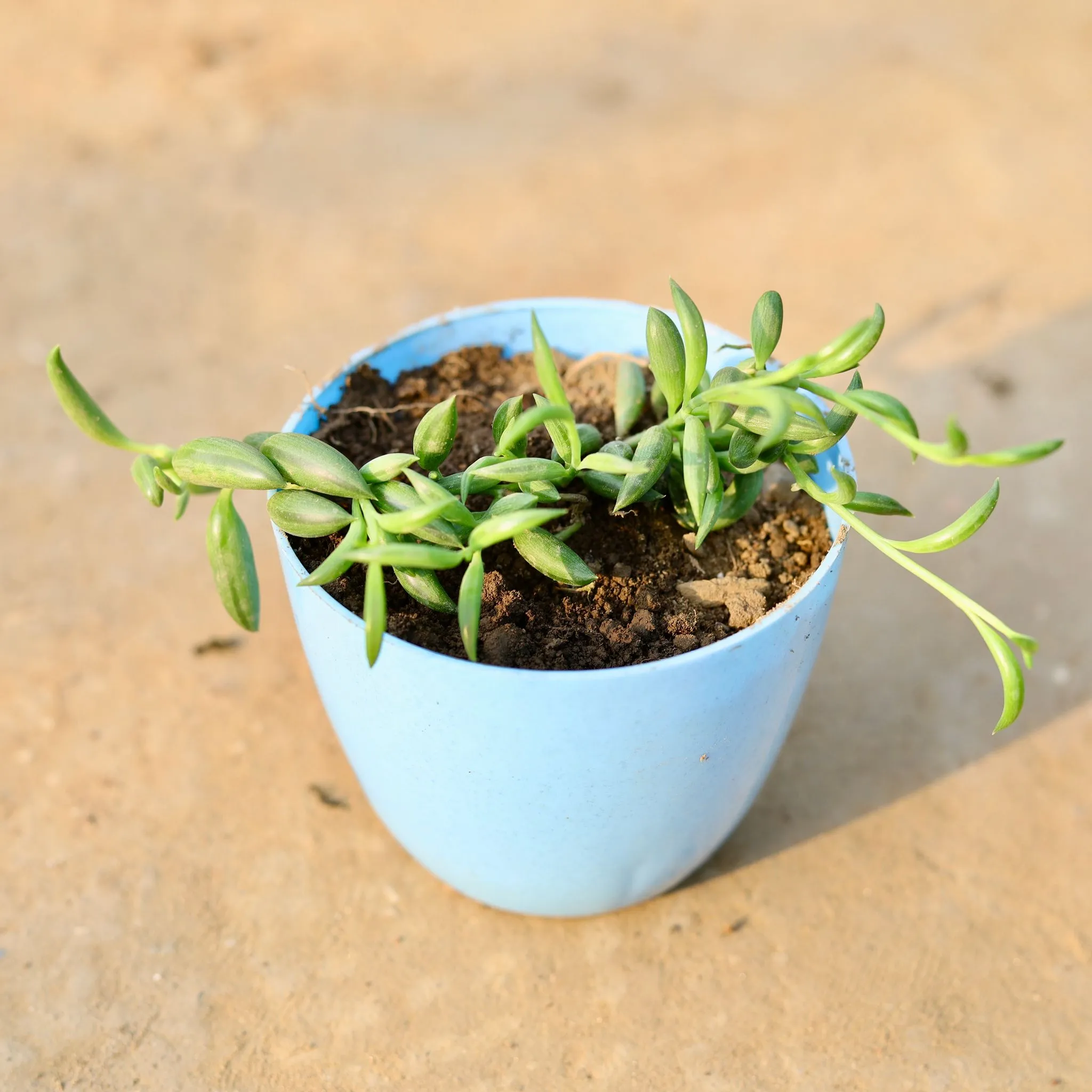 String of Banana in 4 Inch Blue Marble Premium Orchid Round Plastic Pot
