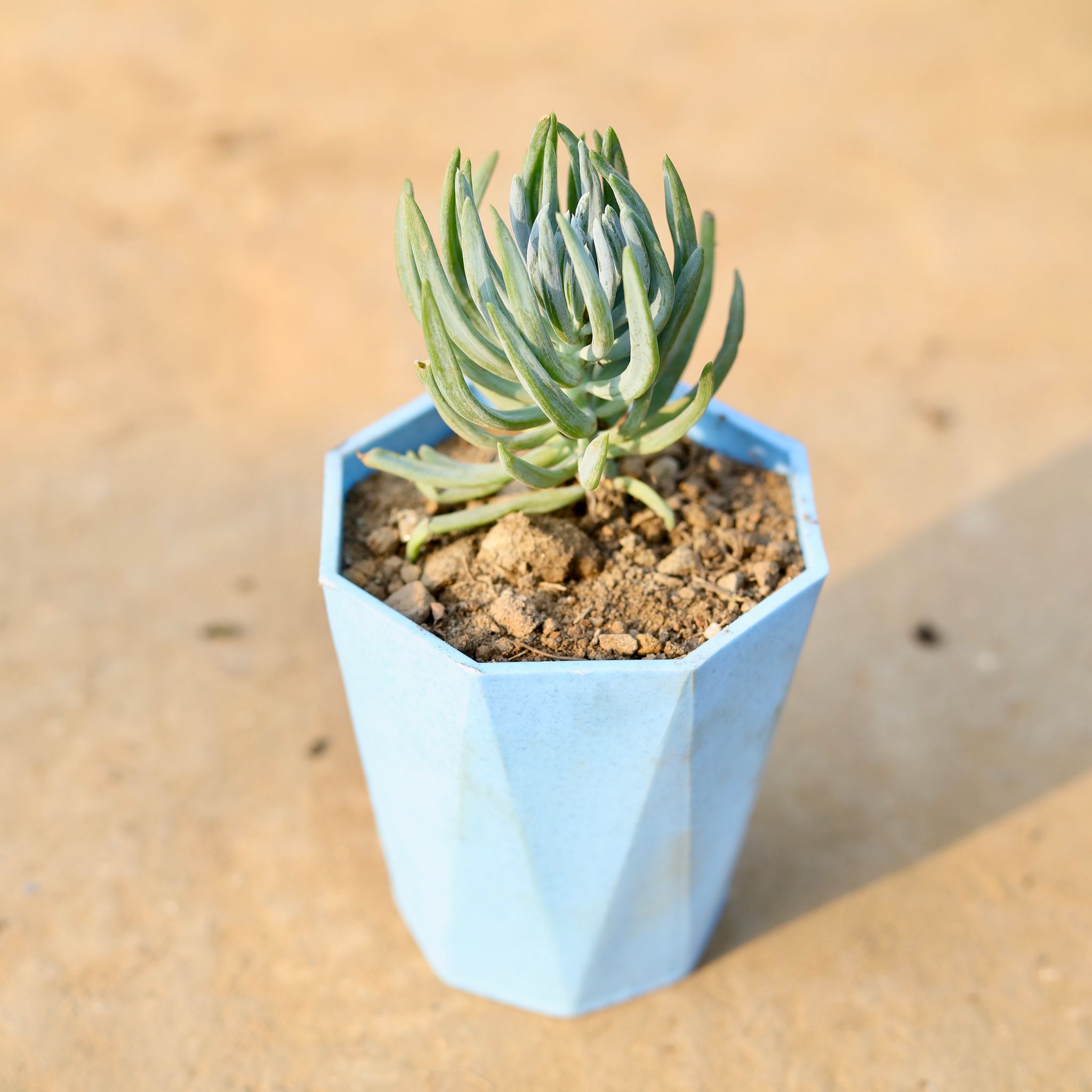 Curio Repens Succulent in 4 Inch Blue Marble Premium Diamanti Plastic Pot