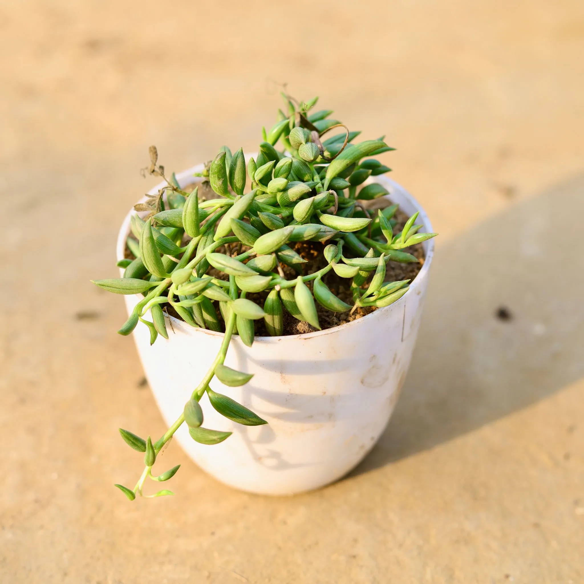 String of Banana in 4 Inch White Premium Orchid Round Plastic Pot
