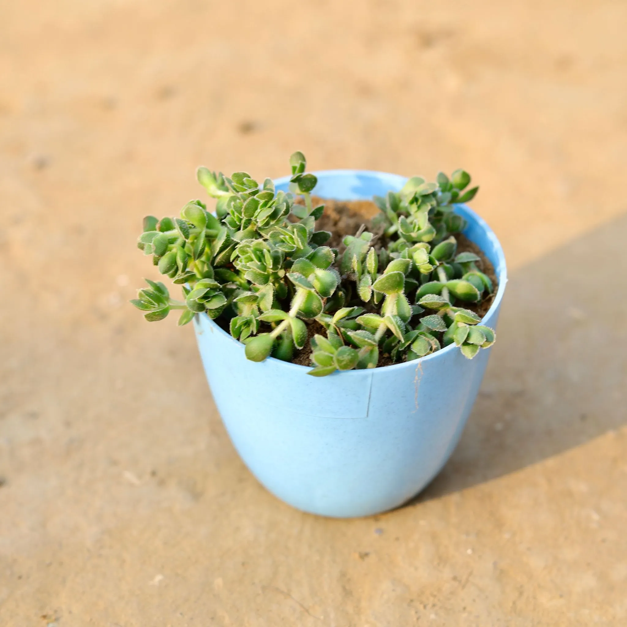 Crassula David Succulent in 4 Inch Blue Marble Premium Orchid Round Plastic Pot