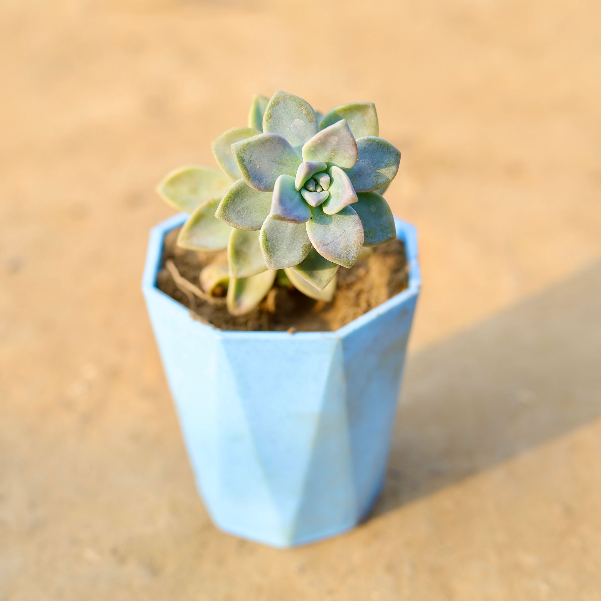 Ghost Plant / Mother of Pearl Plant in 4 Inch Blue Marble Premium Diamanti Plastic Pot
