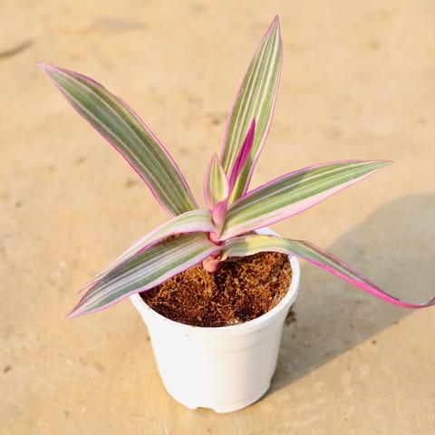 Rare Rhoeo Tricolour in 4 Inch Live Fresh Plant White Nursery Pot in Sector 9