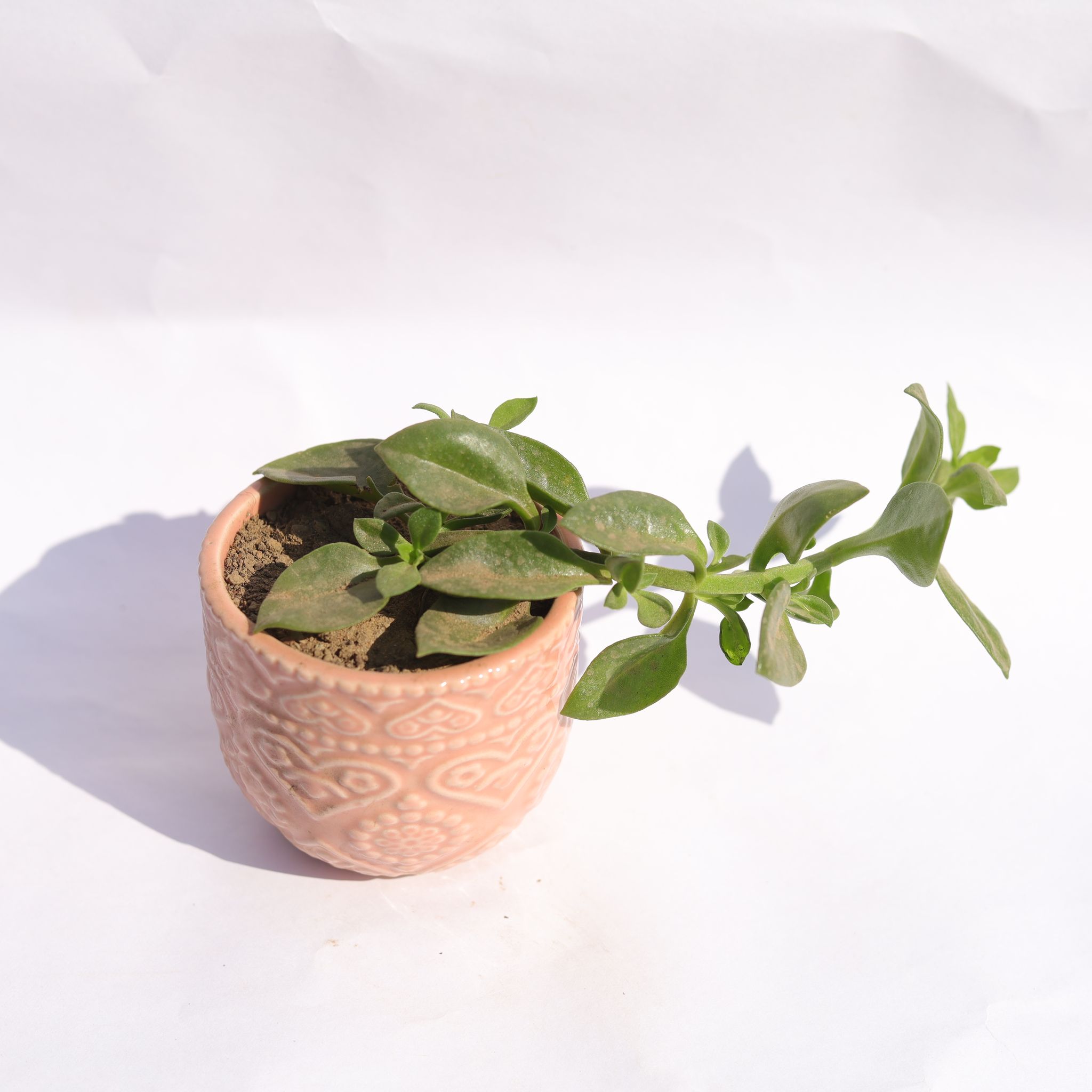 Baby Sun Rose (Any Colour) in 3.5 Inch Pink 3D Heart Handcrafted Textured Ceramic Pot Minimalist Glossy Succulent Pot, Indoor Flower Pot for Home and Office D cor