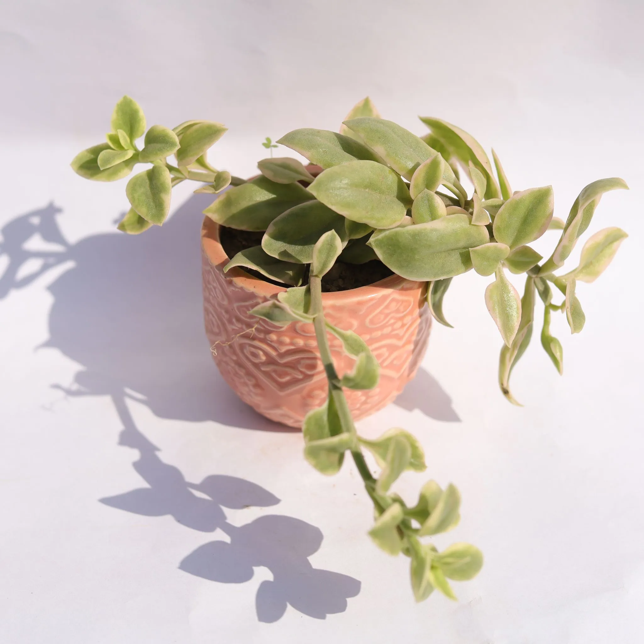 Aptenia Cordifolia in 3.5 Inch Pink 3D Heart Handcrafted Textured Ceramic Pot Minimalist Glossy Succulent Pot, Indoor Flower Pot for Home and Office D cor