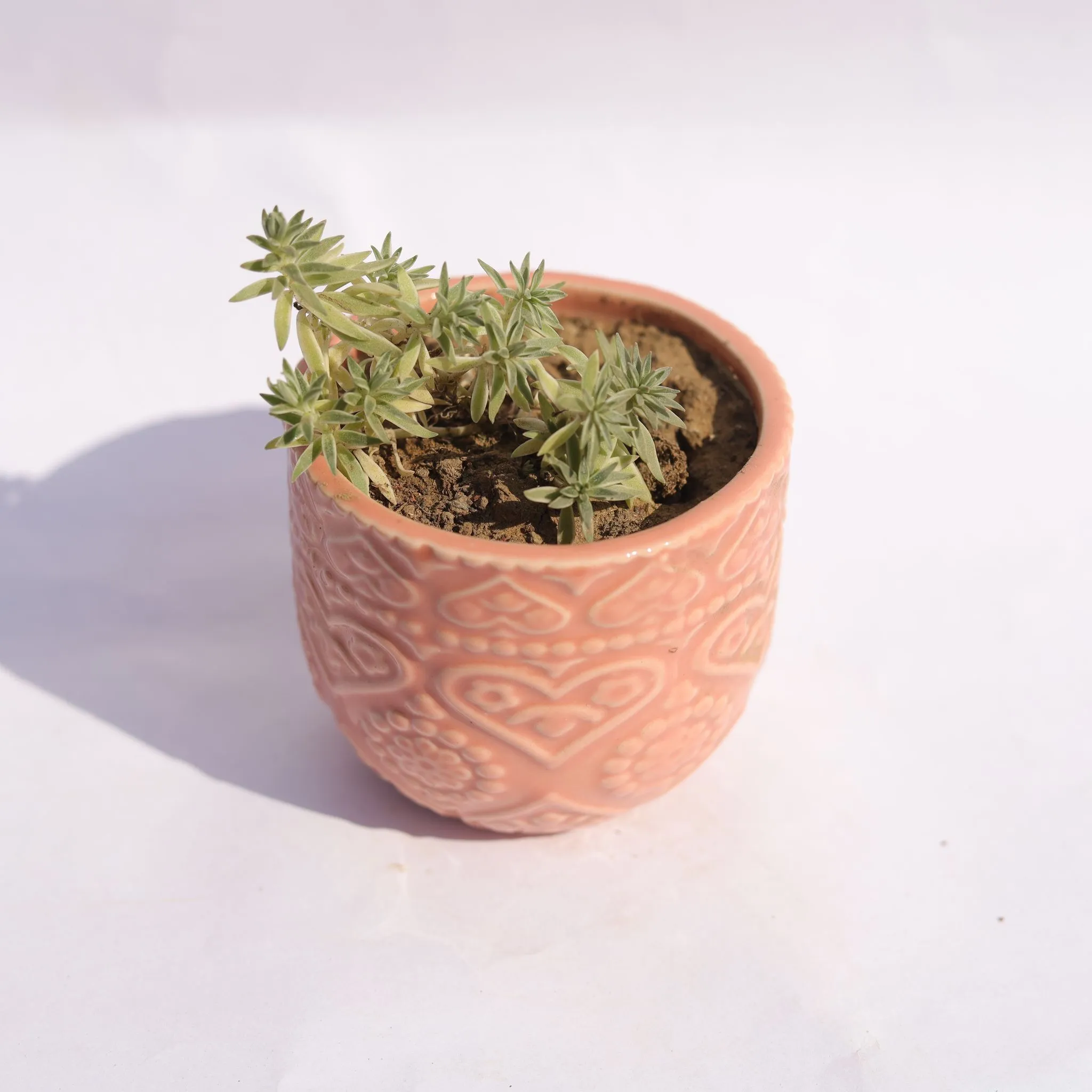 Sedum Lineare Succulent in 3.5 Inch Pink 3D Heart Handcrafted Textured Ceramic Pot Minimalist Glossy Succulent Pot, Indoor Flower Pot for Home and Office D cor