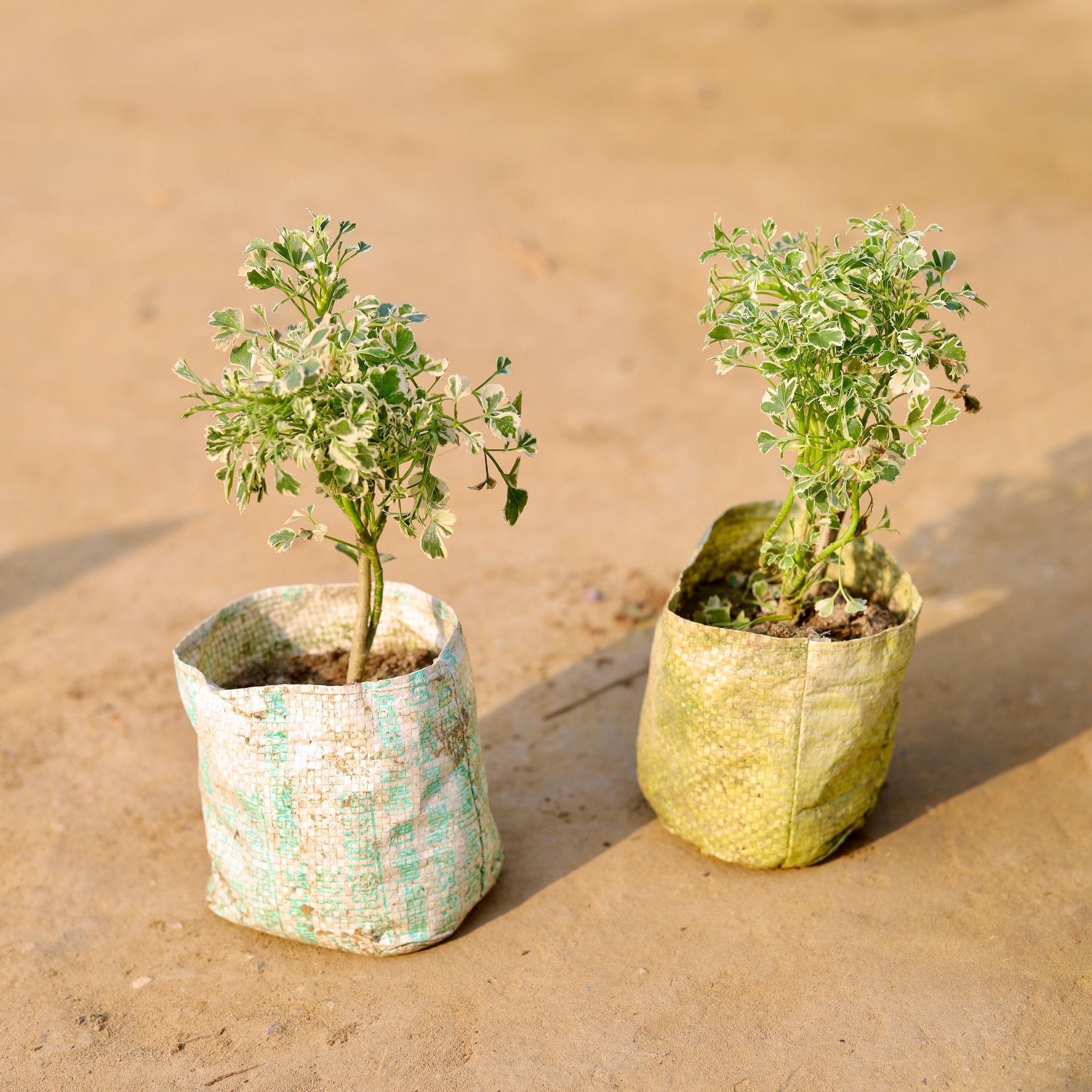 Set of 2 - Aralia White Mini in 3 inch Nursery Bag