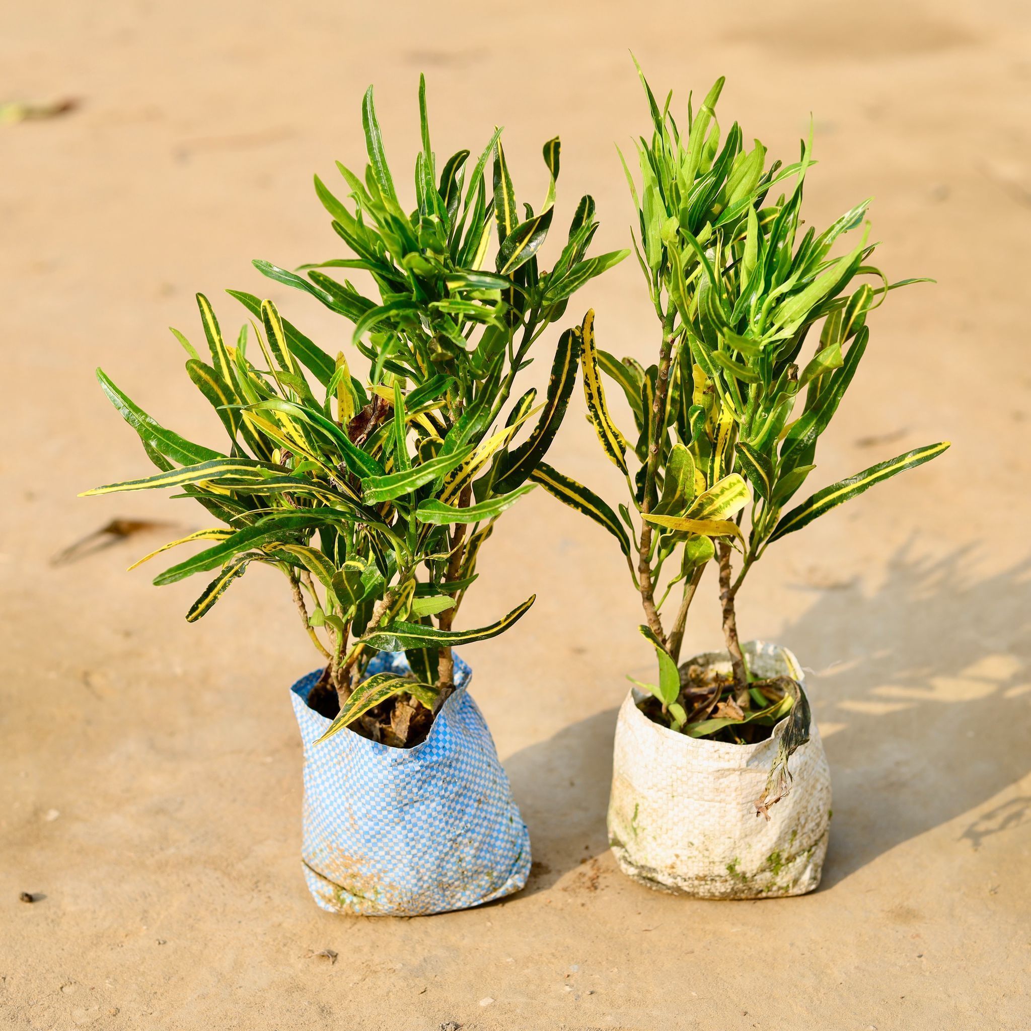 Set of 2 - Croton Sunny Star in 4 inch Nursery Bag