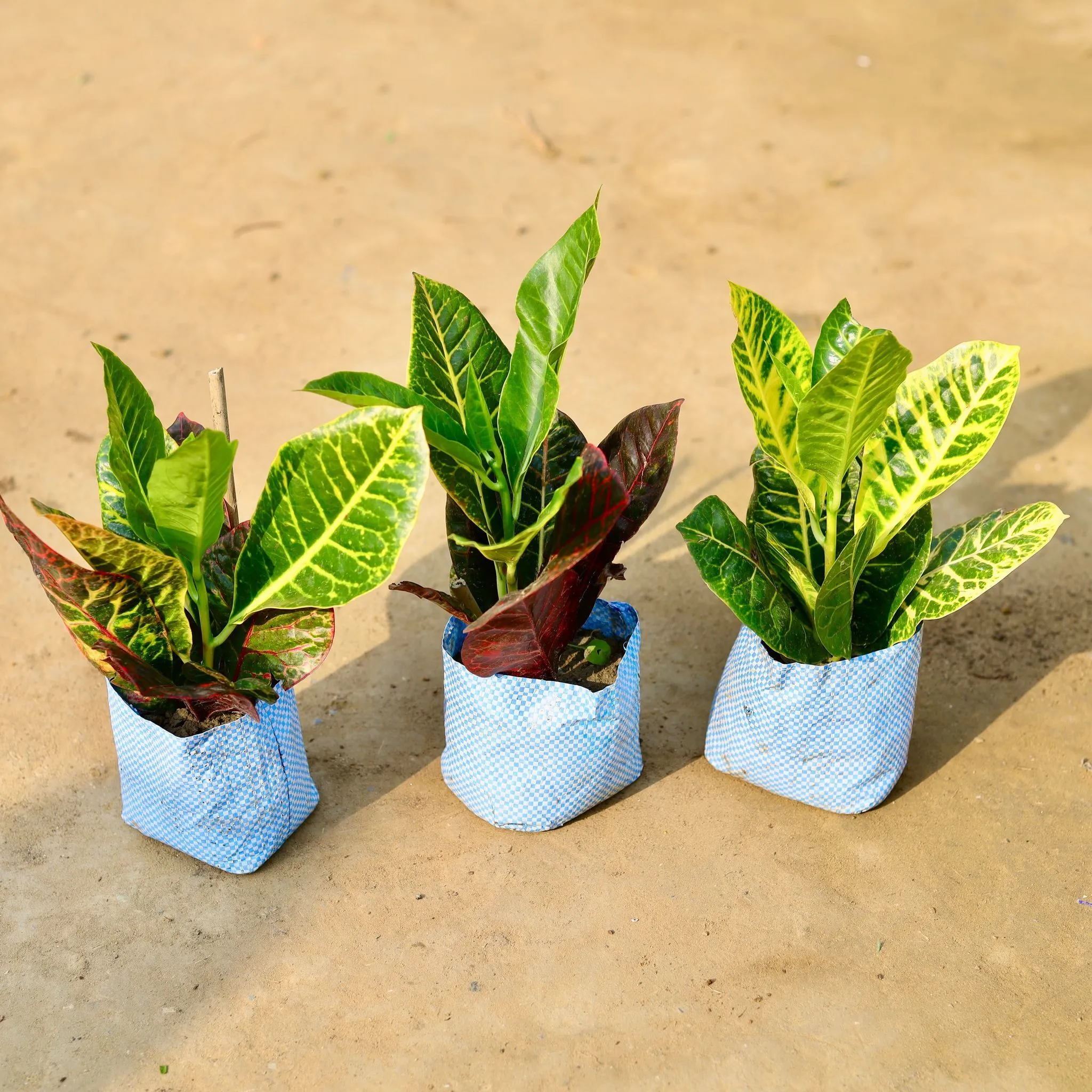 Set of 3 - Croton Petra Red in 4 inch Nursery Bag