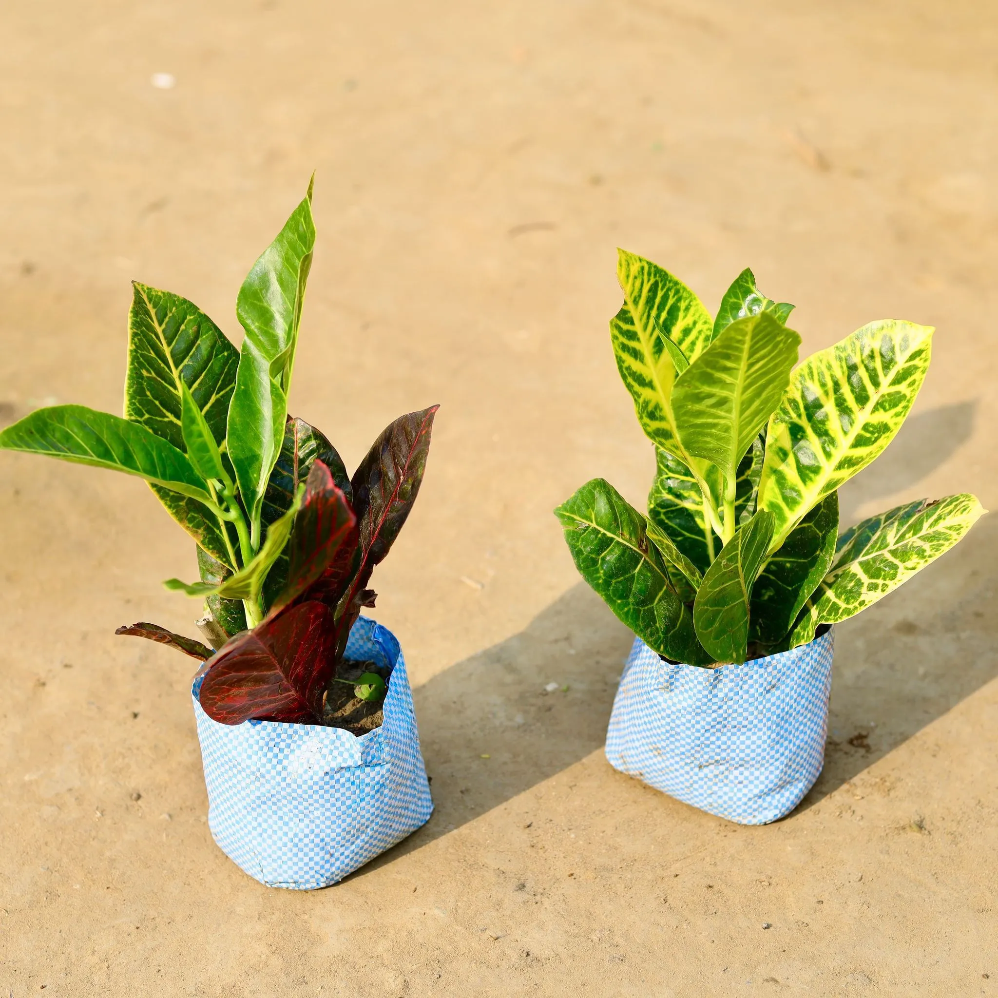 Set of 2 - Croton Petra Red in 4 inch Nursery Bag