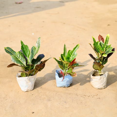 Set of 3 - Croton Oakleaf in 4 Inch Live Fresh Plant Nursery Bag in Sector 21