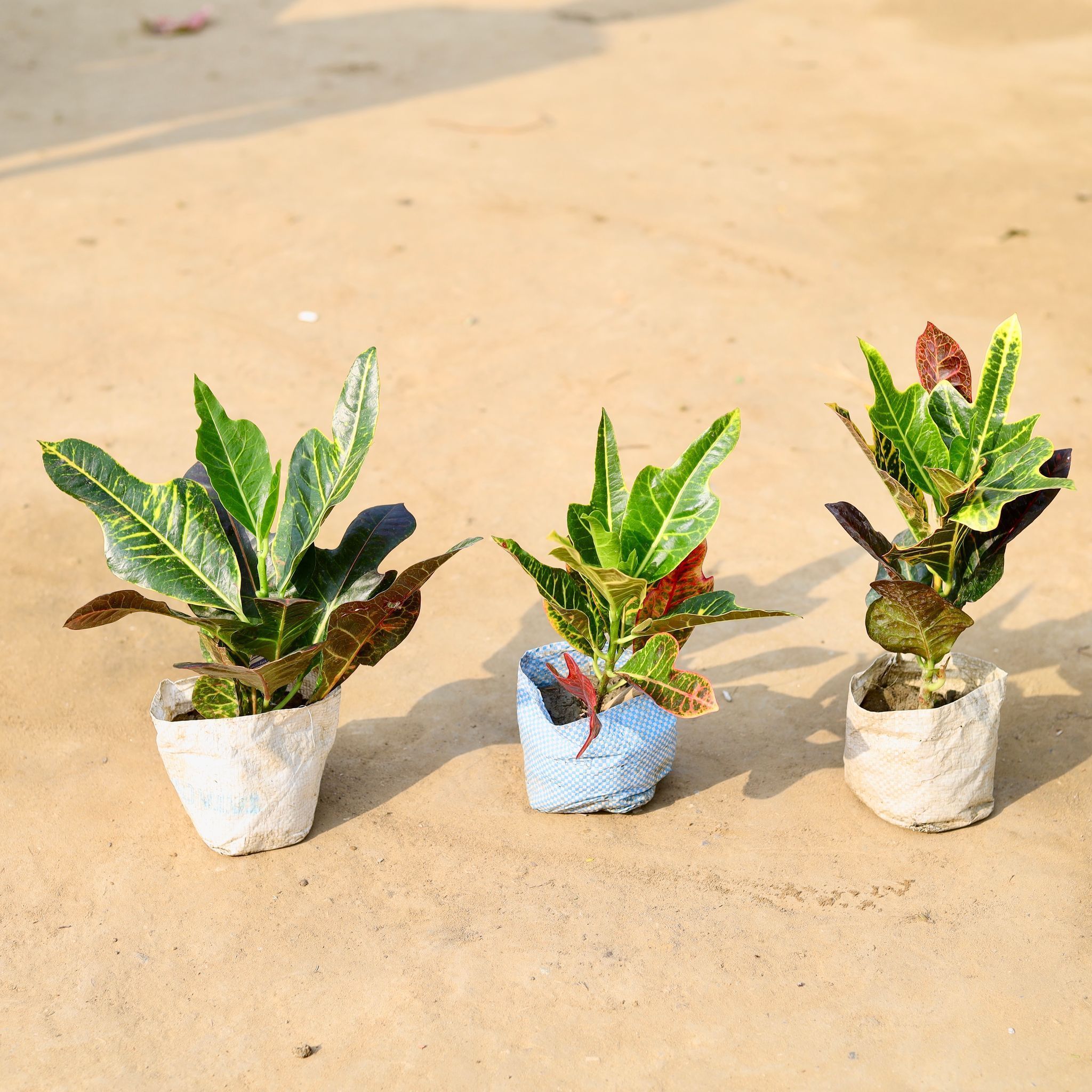 Set of 3 - Croton Oakleaf in 4 inch Nursery Bag
