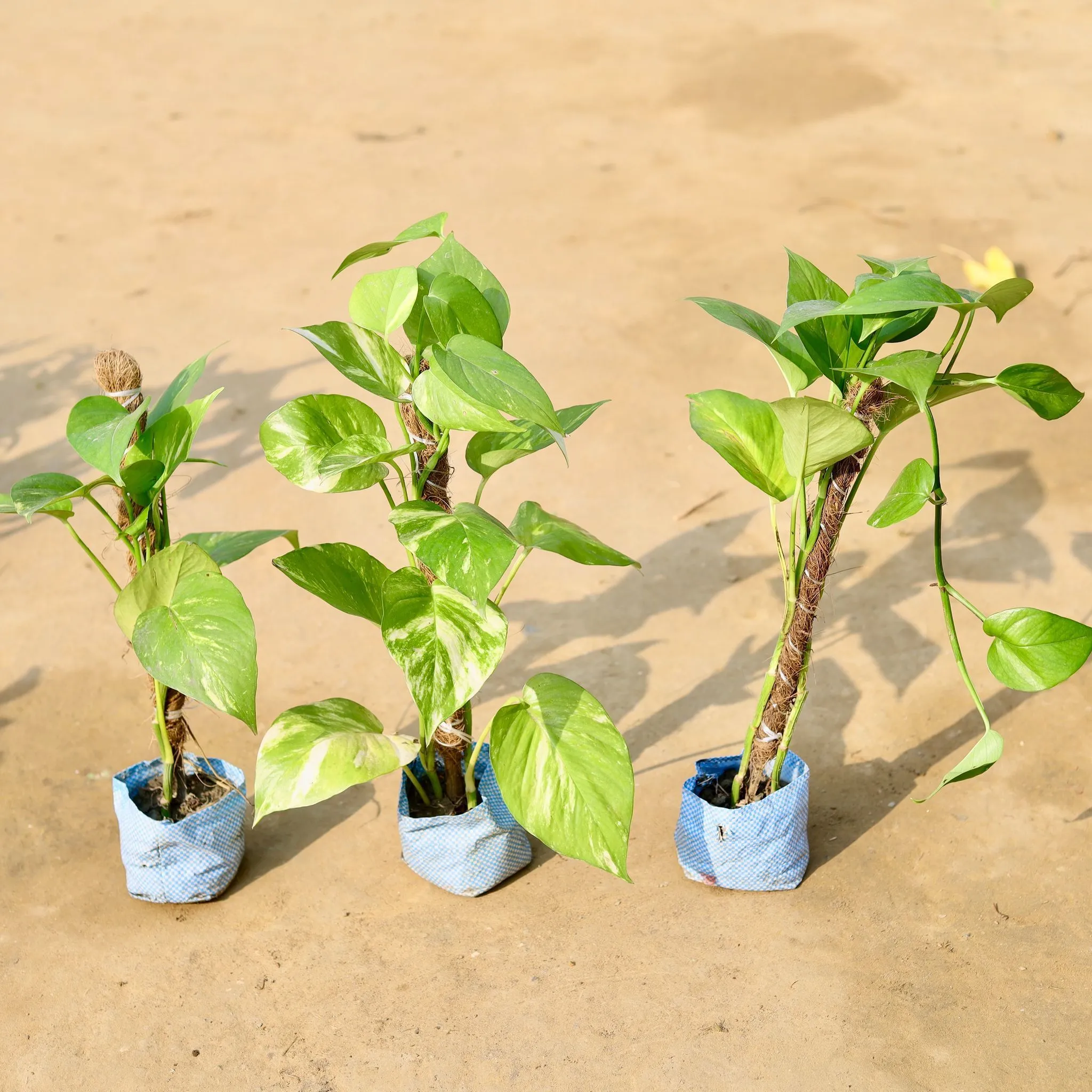 Set of 3 - Money Plant With Moss Stick in 4 inch Nursery Bag