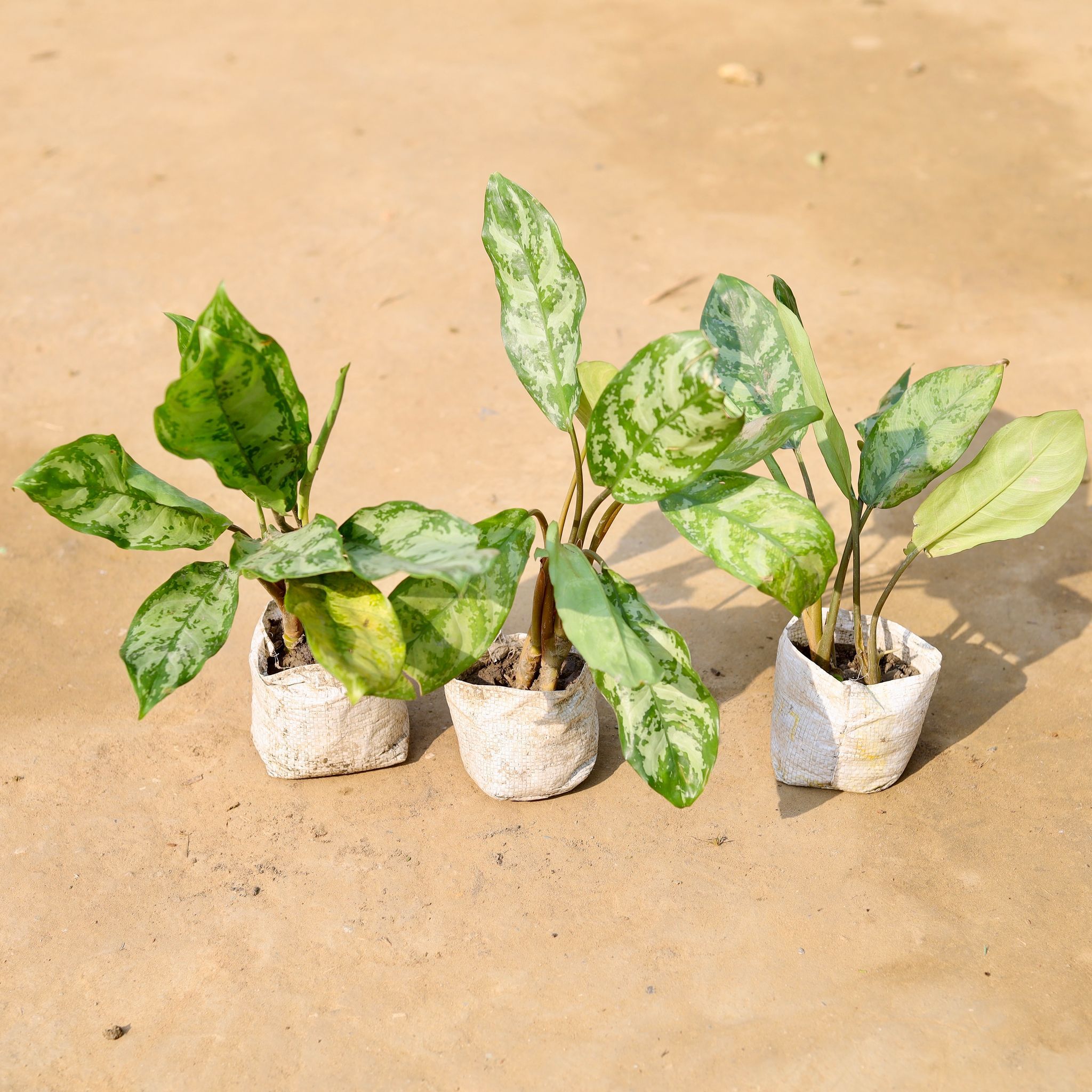 Set of 3 - Aglaonema Fillipica in 4 inch Nursery Bag