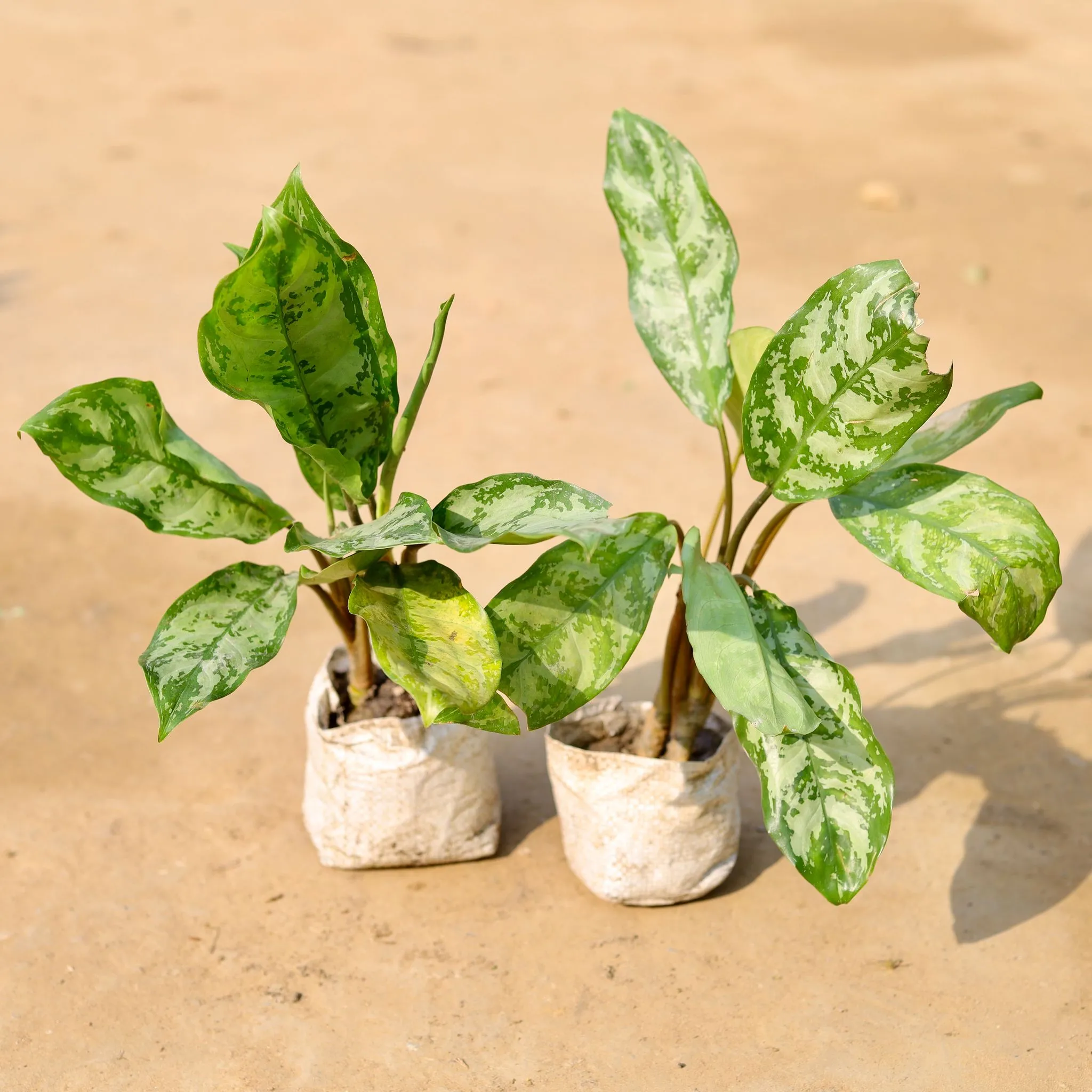 Set of 2 - Aglaonema Fillipica in 4 inch Nursery Bag