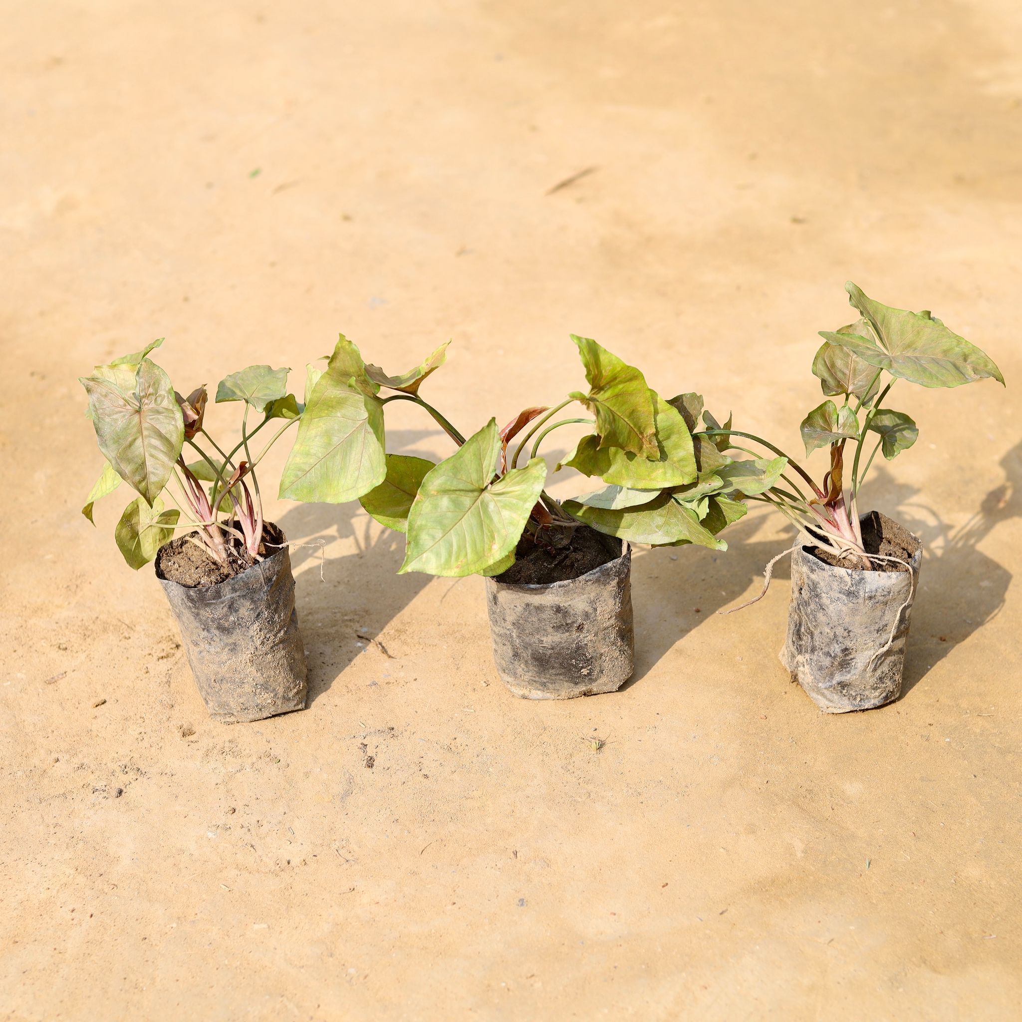 Set of 3 - Syngonium Bronze in 3 inch Nursery Bag