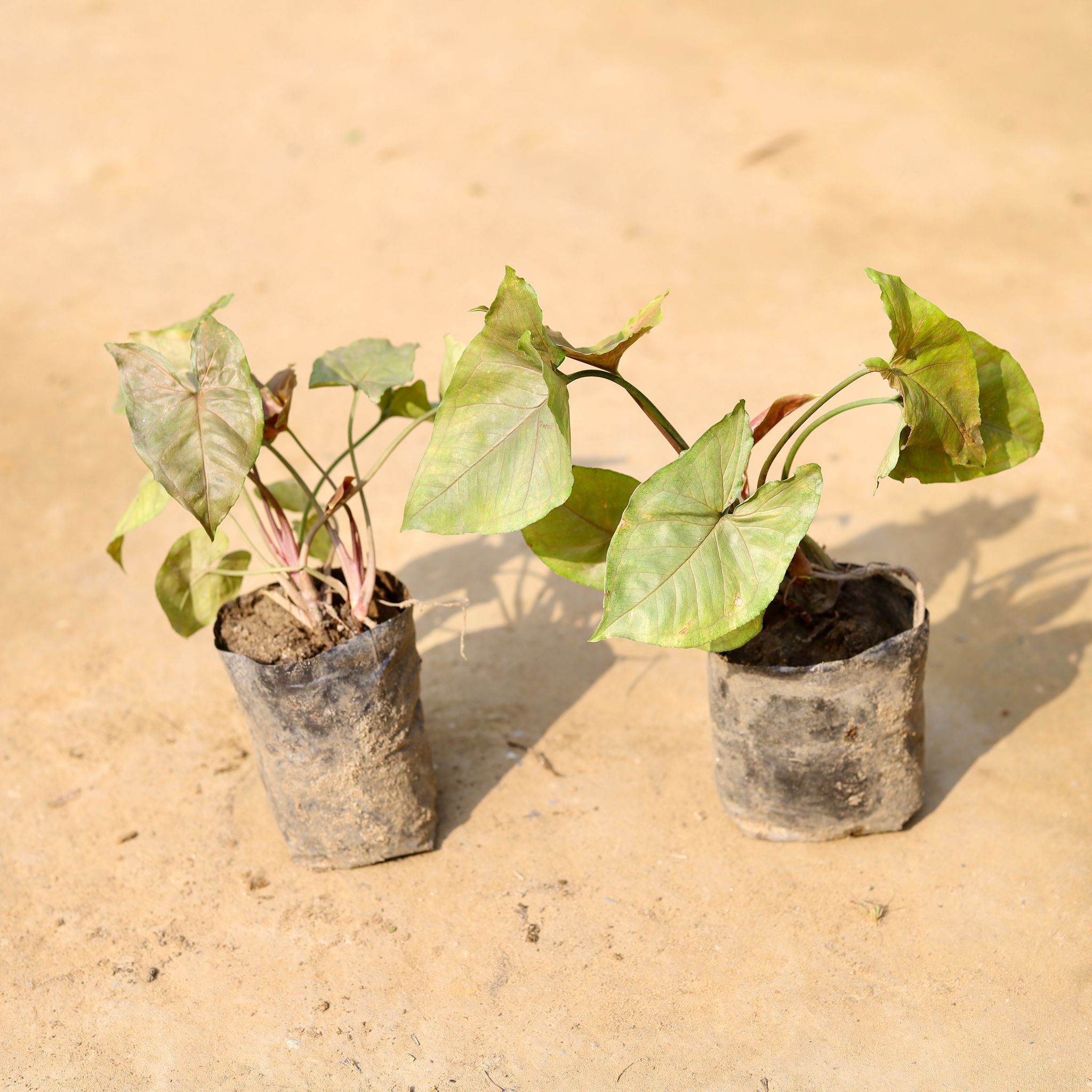 Set of 2 - Syngonium Bronze in 3 inch Nursery Bag