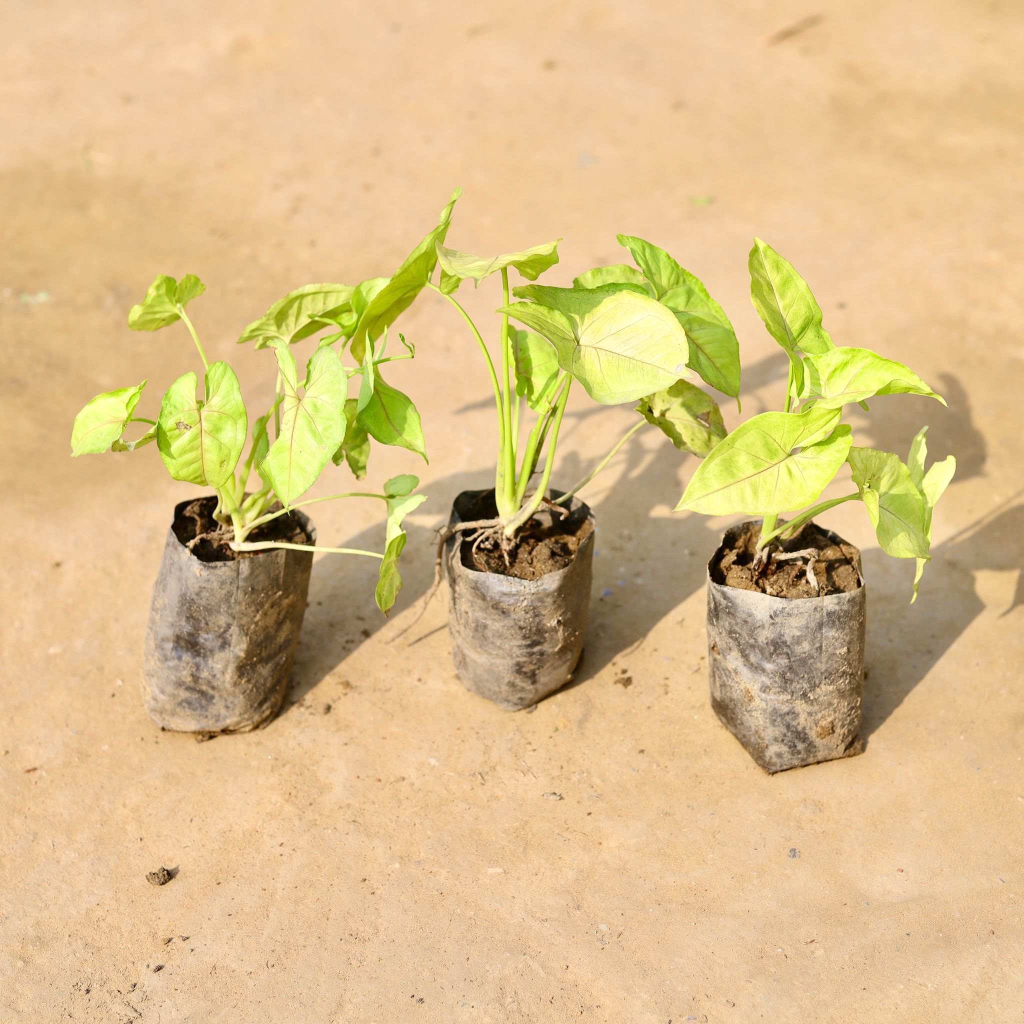 Set of 3 - Syngonium Yellow in 3 inch Nursery Bag
