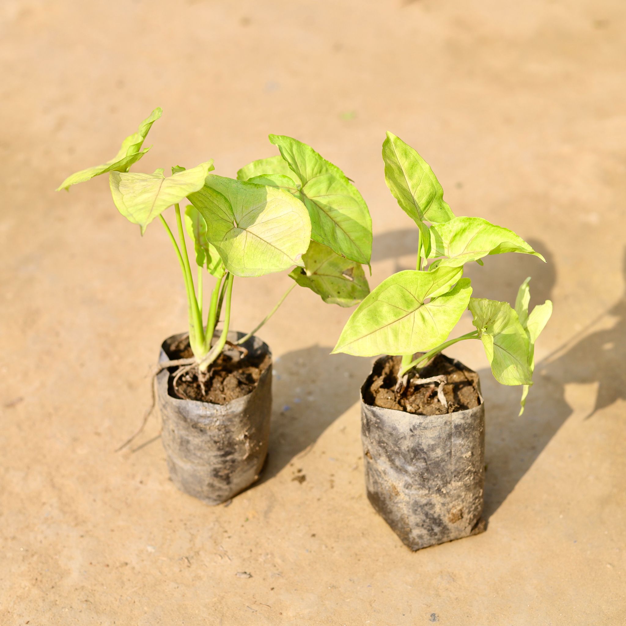Set of 2 - Syngonium Yellow in 3 inch Nursery Bag
