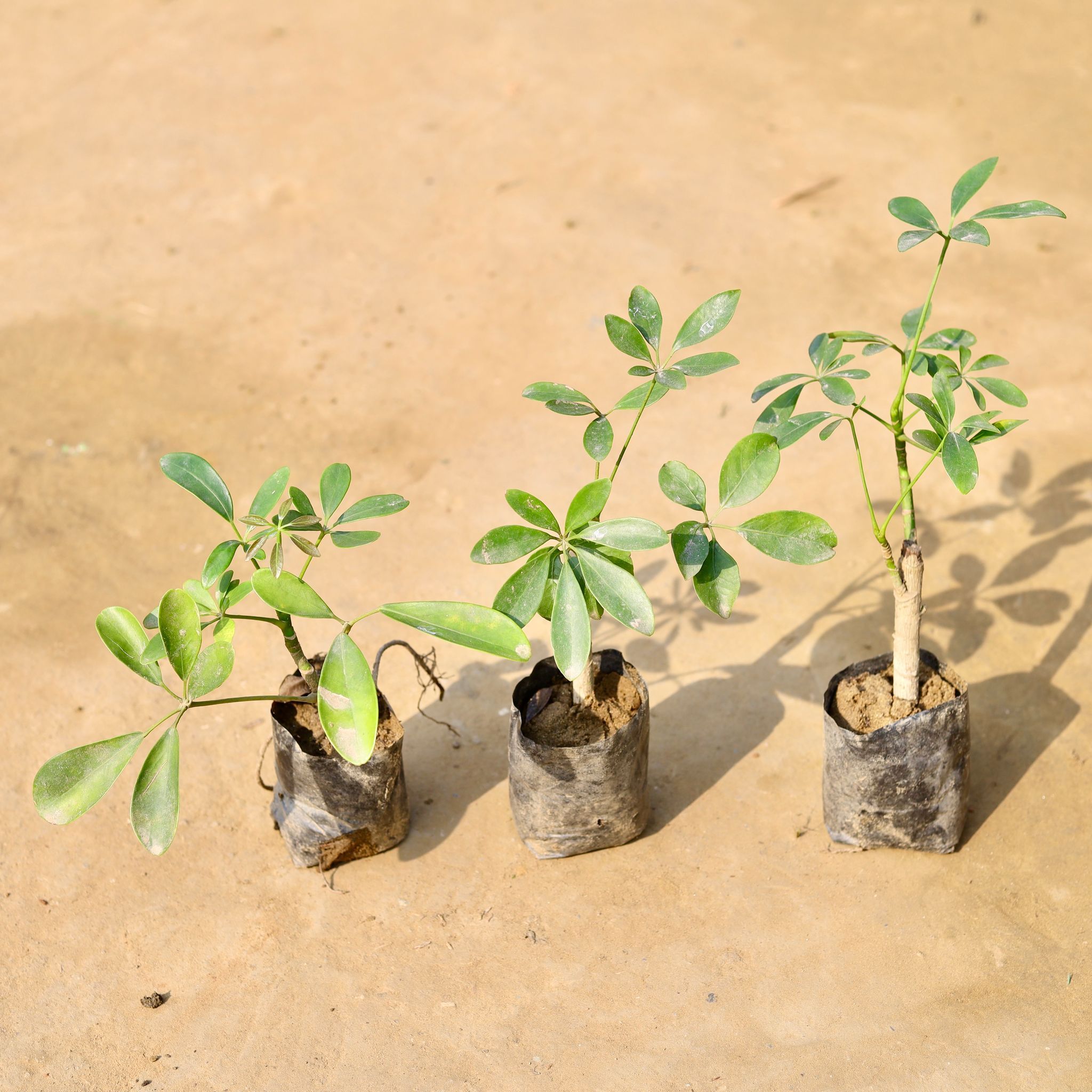 Set of 3 - Schefflera Green in 3 inch Nursery Bag
