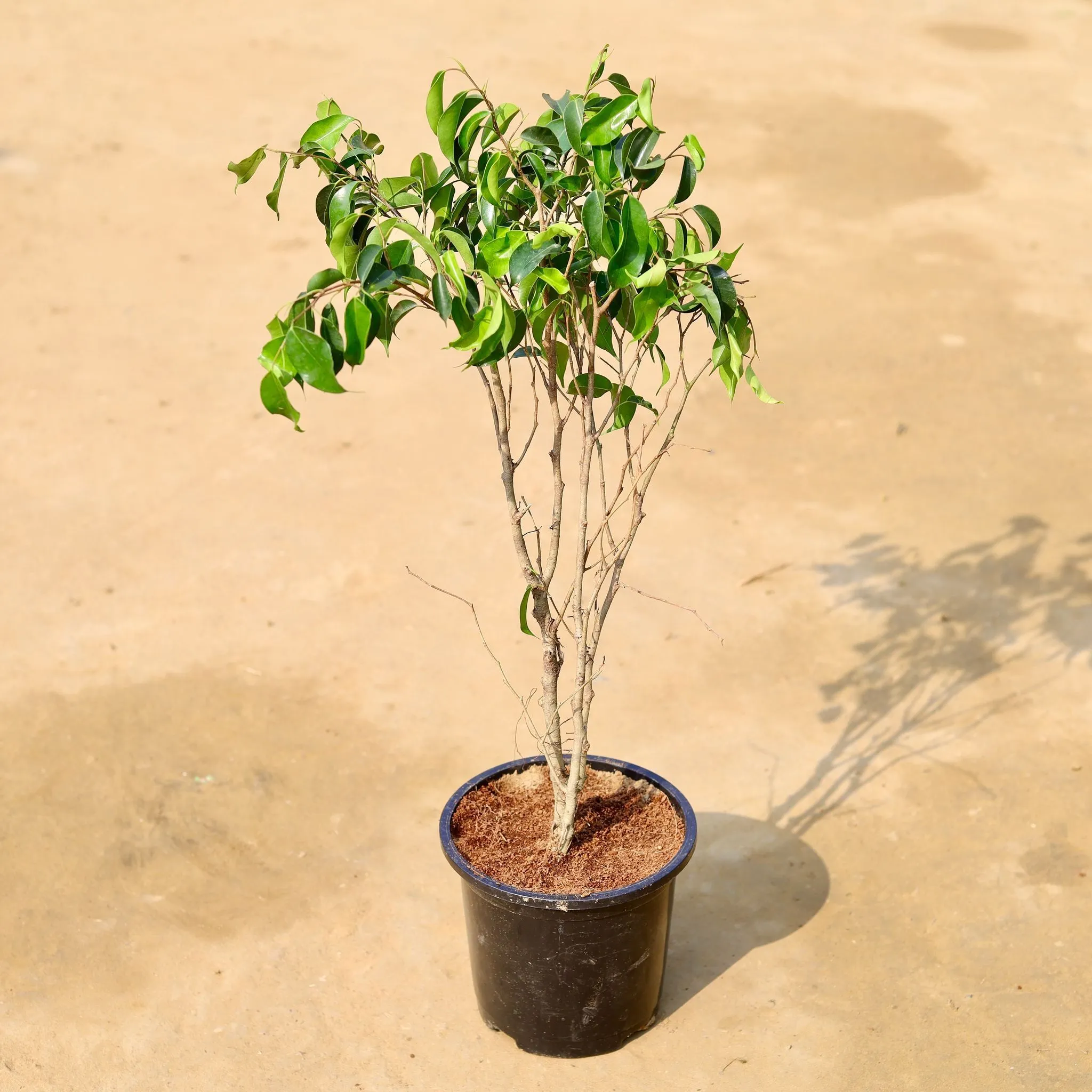 Ficus Black (~ 1.5 Ft) in 6 inch Black Super Nursery Pot