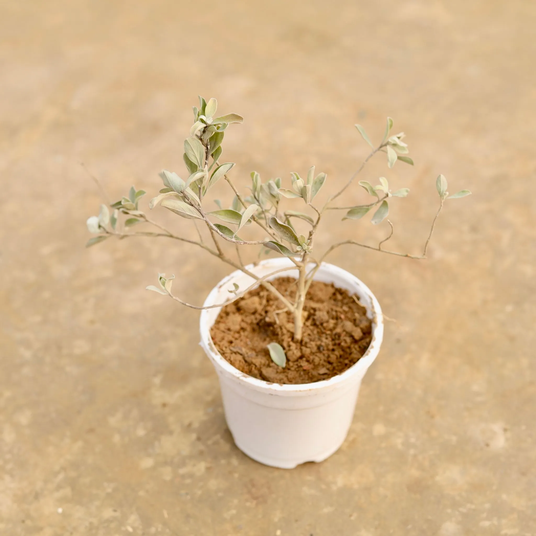 Nicodia in 4 Inch White Nursery Pot