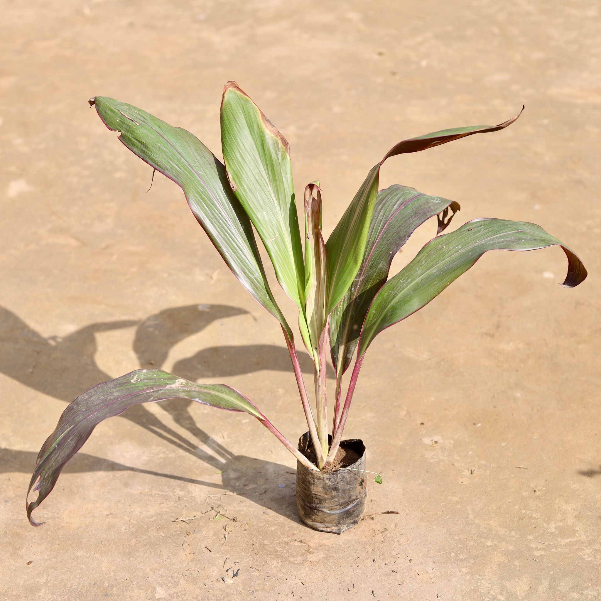 Dracaena Pink Blush in 3 inch Nursery Bag