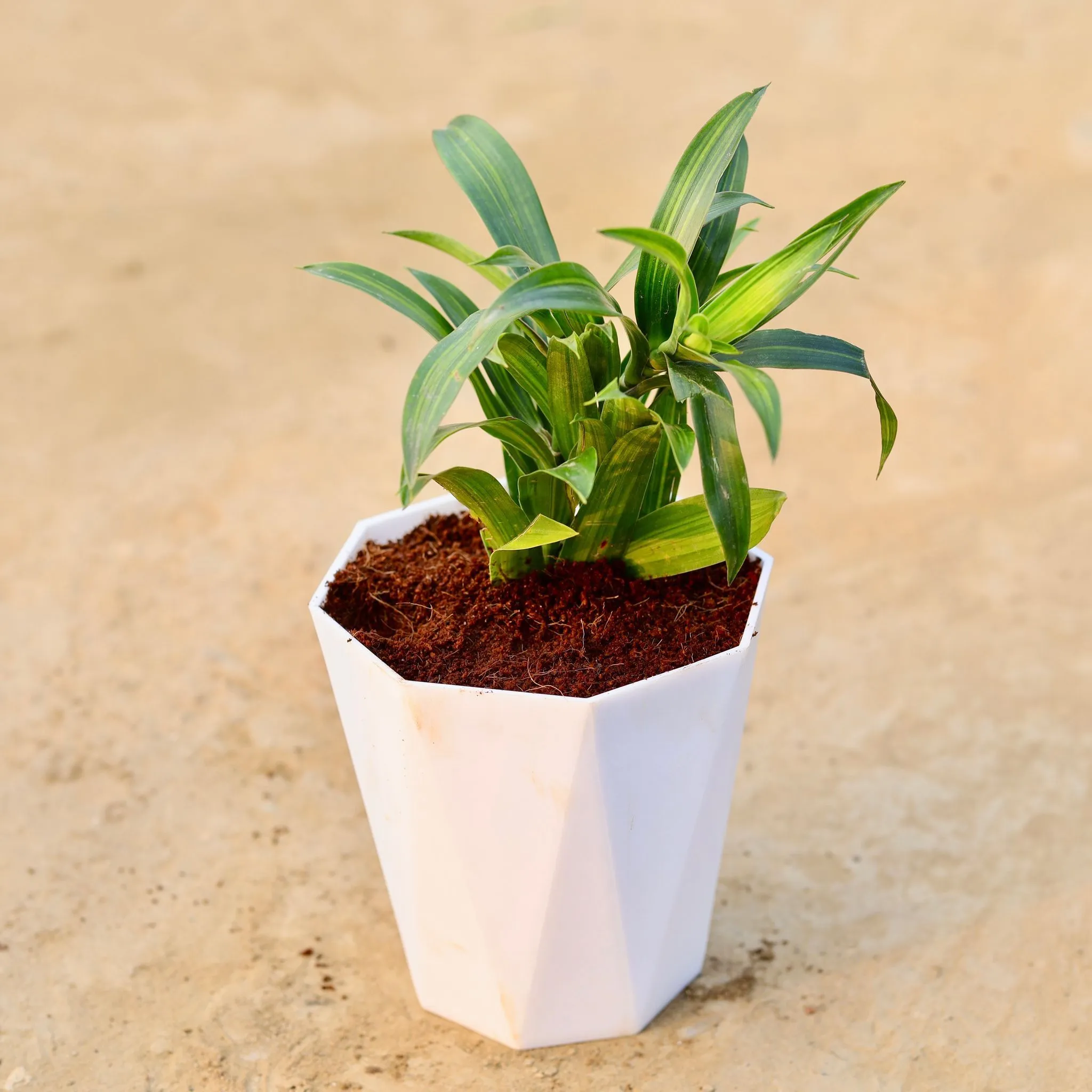 Dracaena messenger Mini in 6 Inch Marble White Premium Diamanti Plastic Pot