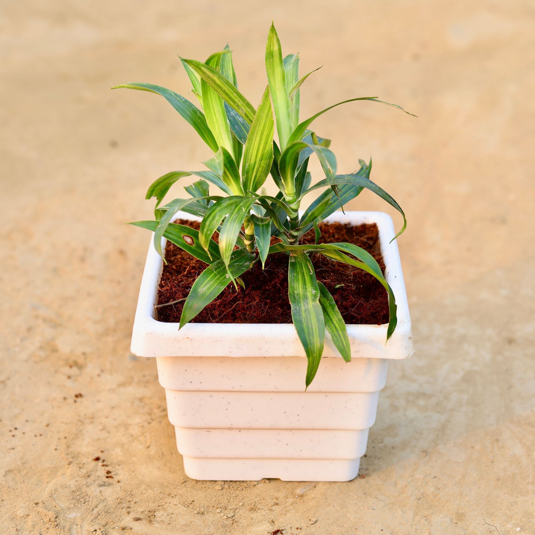 Dracaena messenger Mini in 6 Inch White Marble Premium Orchid Square Plastic Pot