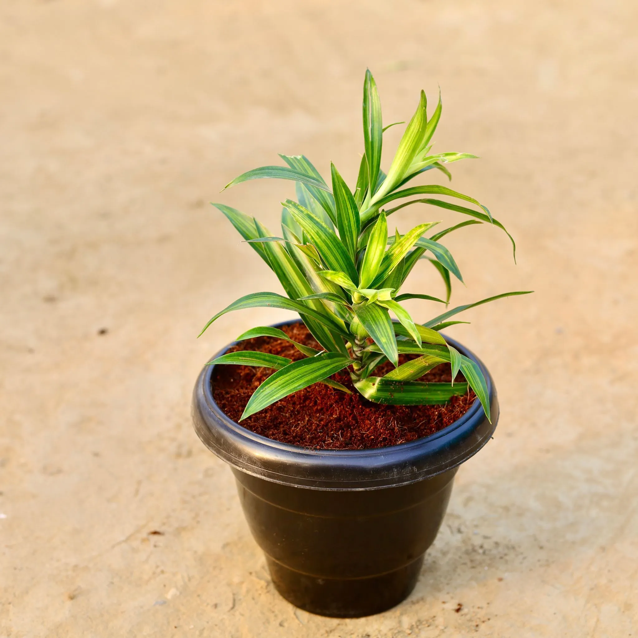 Dracaena messenger Mini in 8 Inch Black Classy Plastic Pot