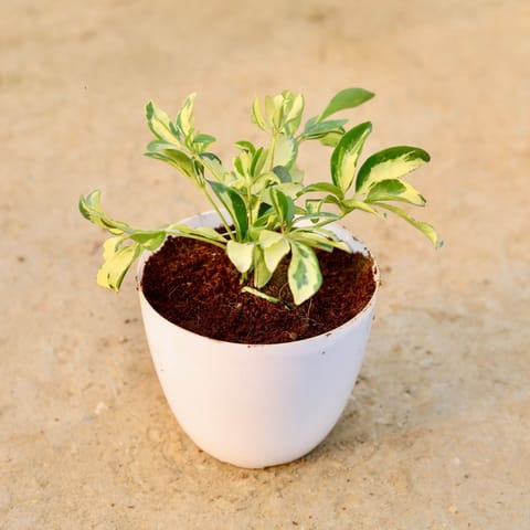 Schefflera Brassia in 6 Inch Live Fresh Plant White Premium Orchid Round Plastic Pot in Sector 103