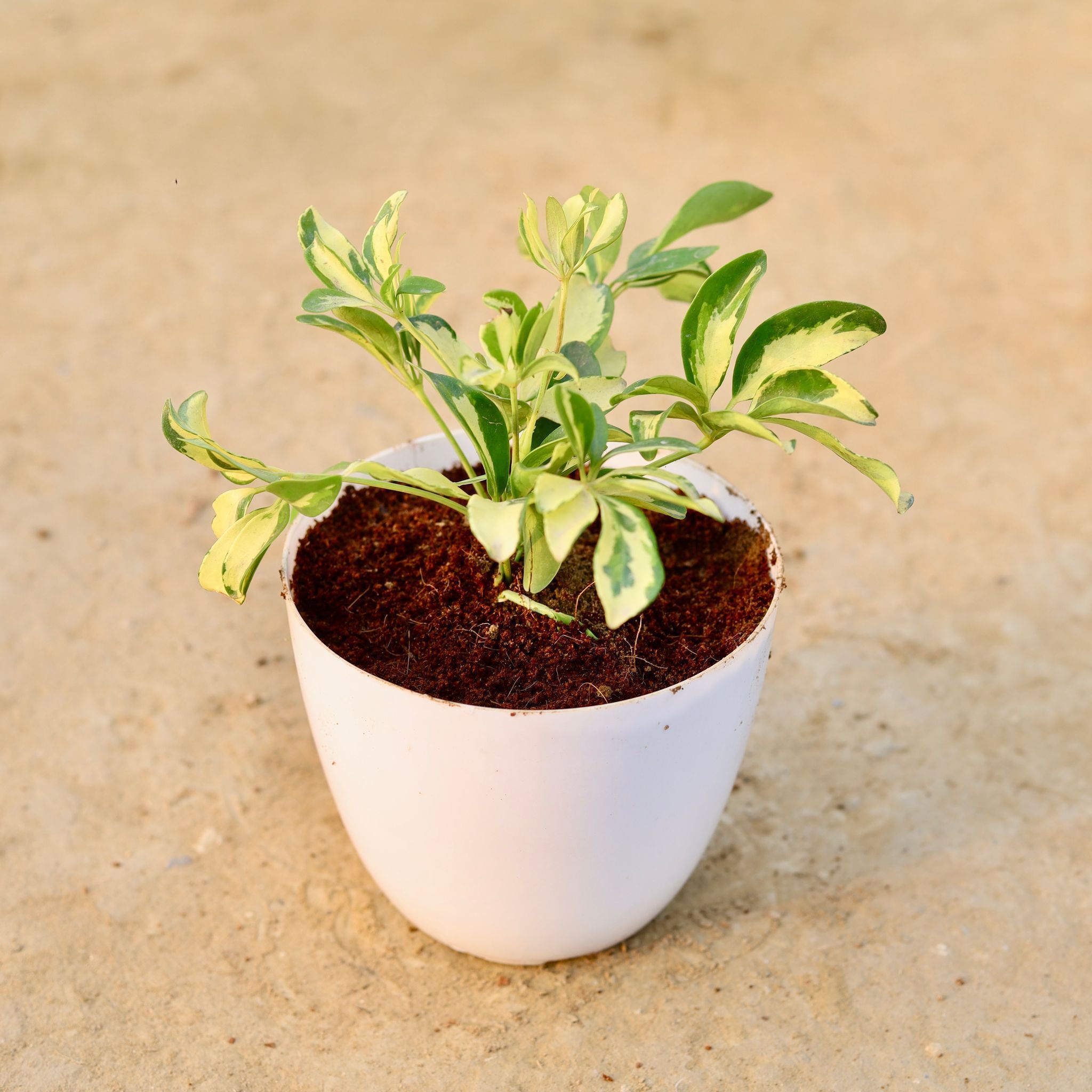 Schefflera Brassia in 6 Inch White Premium Orchid Round Plastic Pot