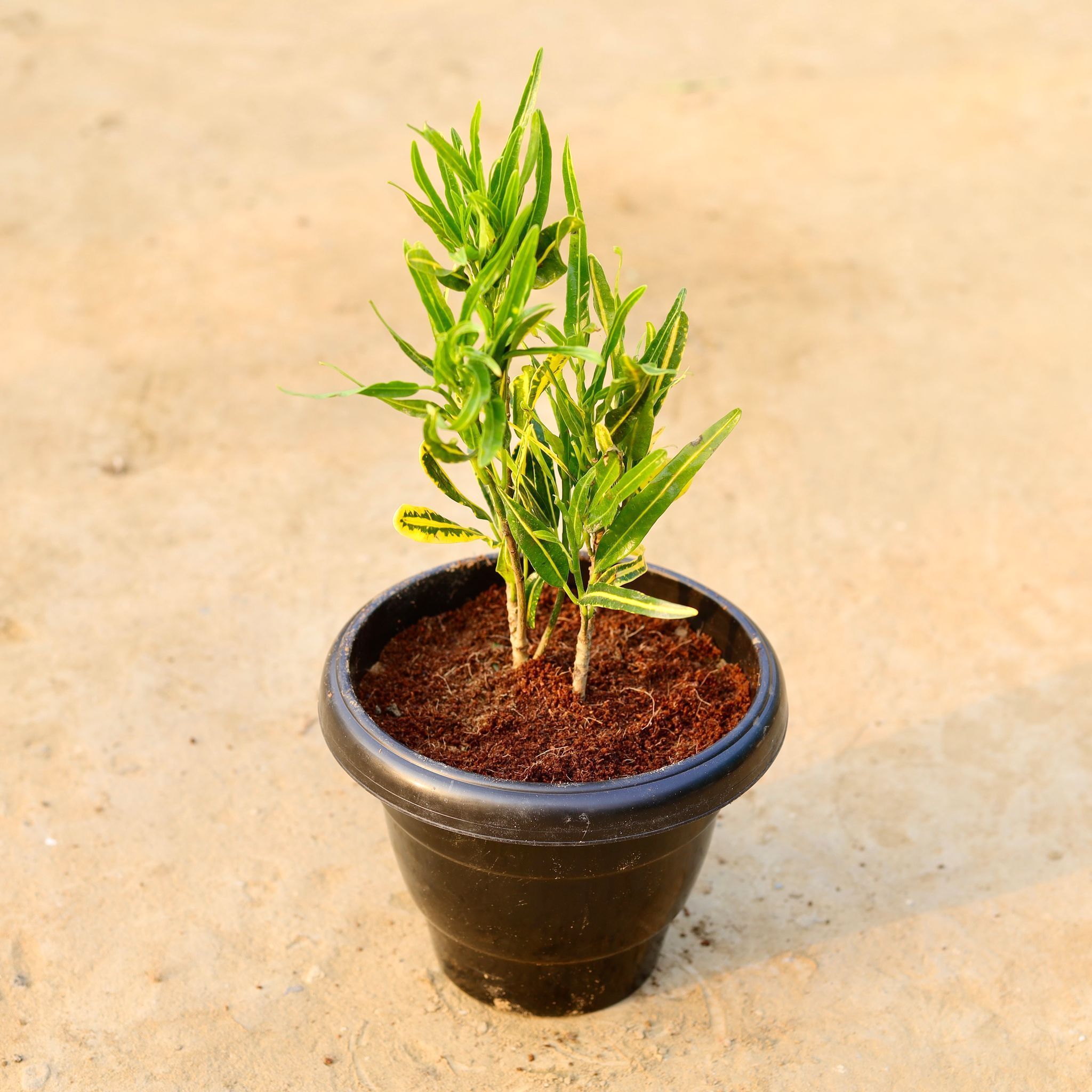 Croton Sunny Star in 8 Inch Black Classy Plastic Pot