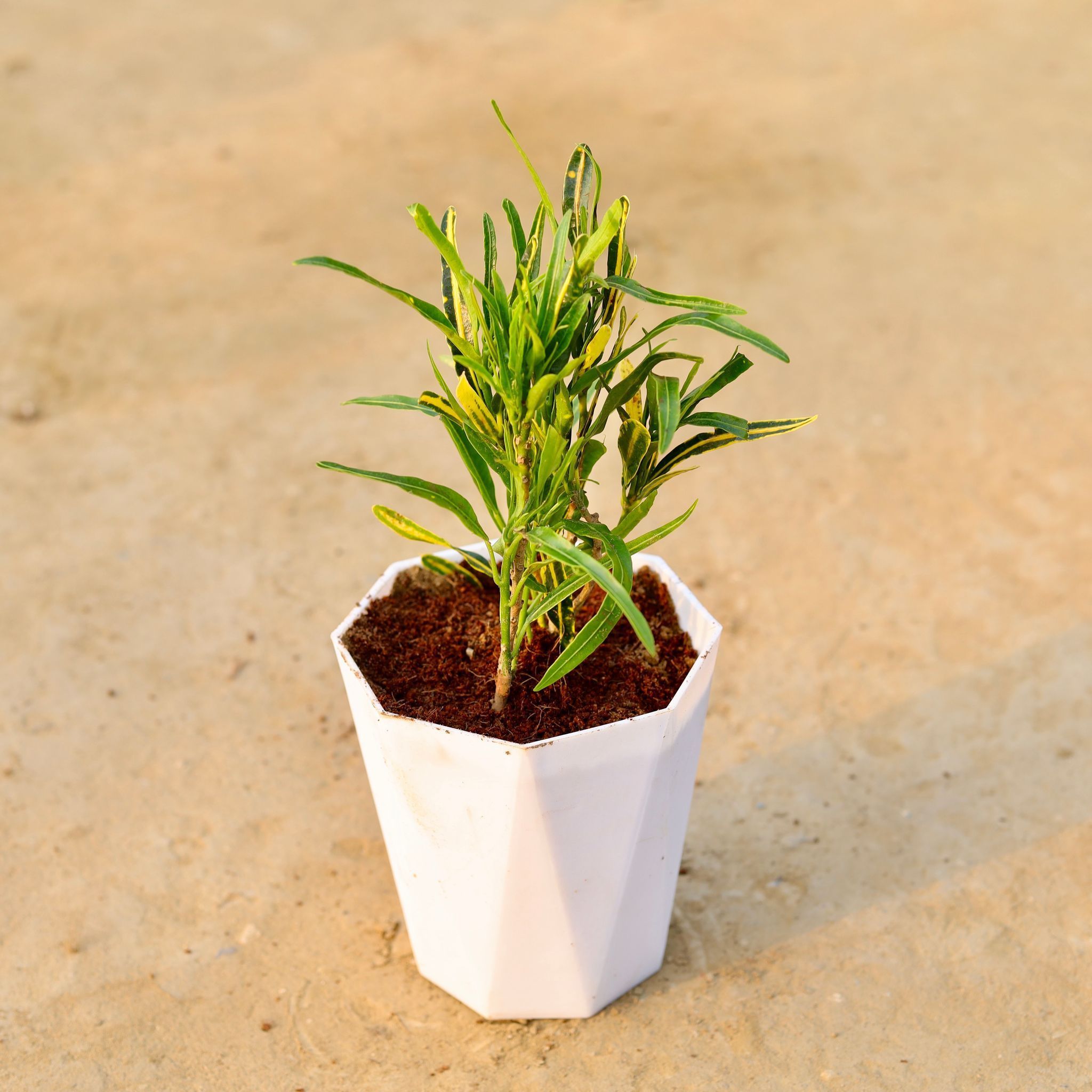 Croton Sunny Star in 6 Inch Marble White Premium Diamanti Plastic Pot