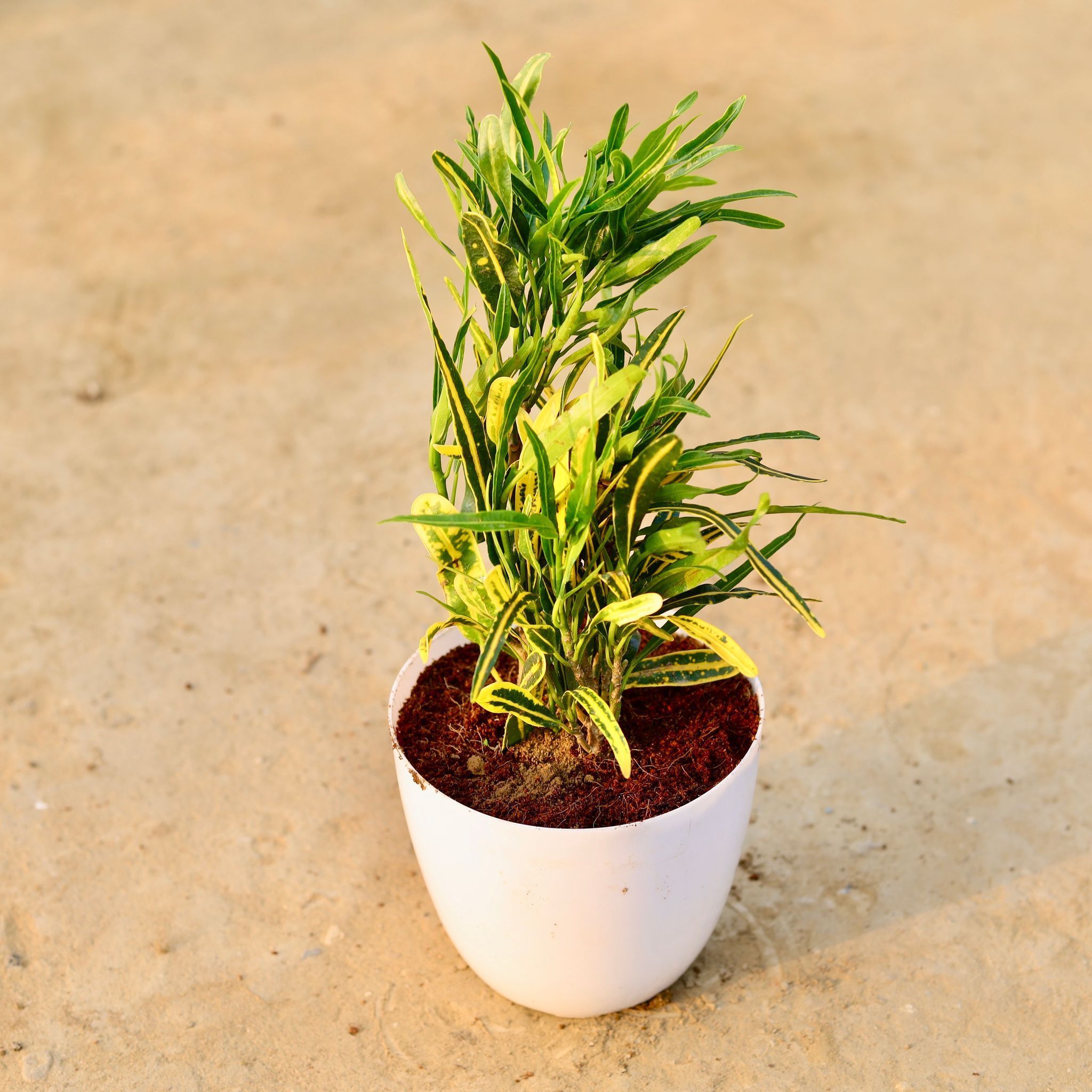 Croton Sunny Star in 6 Inch White Premium Orchid Round Plastic Pot