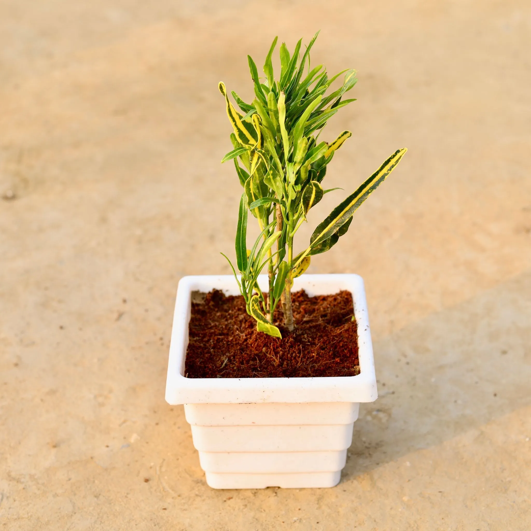 Croton Sunny Star in 6 Inch White Marble Premium Orchid Square Plastic Pot