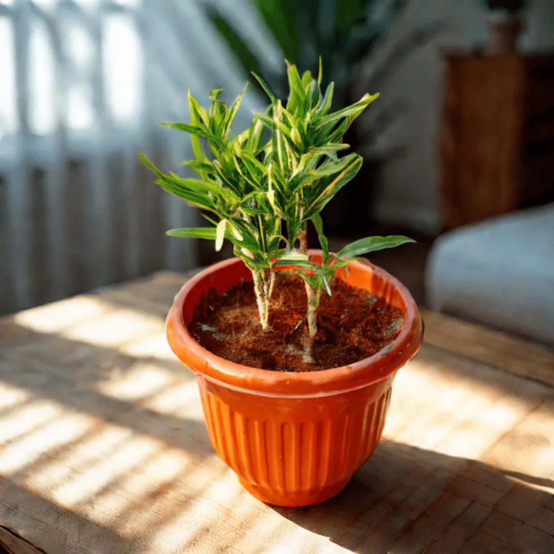Croton Sunny Star in 8 Inch Terracotta Red Olive Plastic Pot
