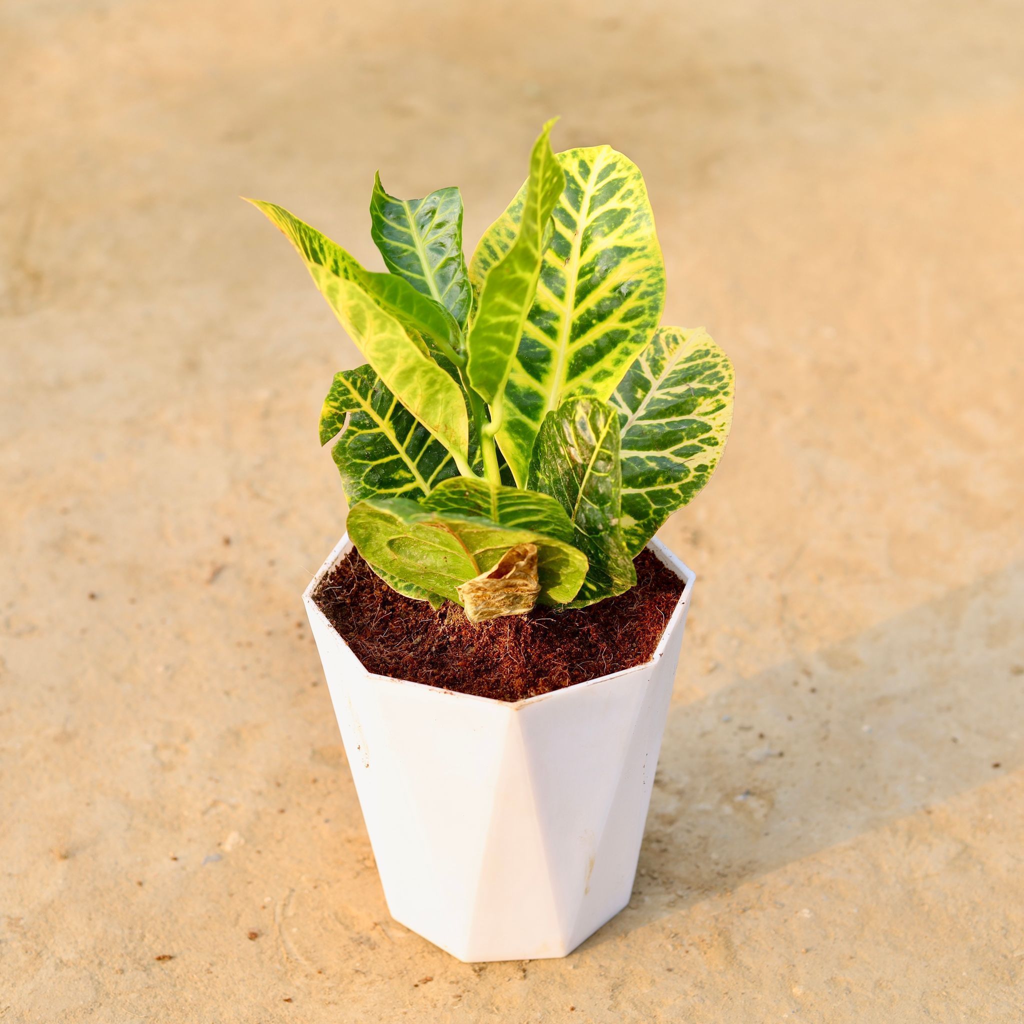 Croton Petra Large in 6 Inch Marble White Premium Diamanti Plastic Pot