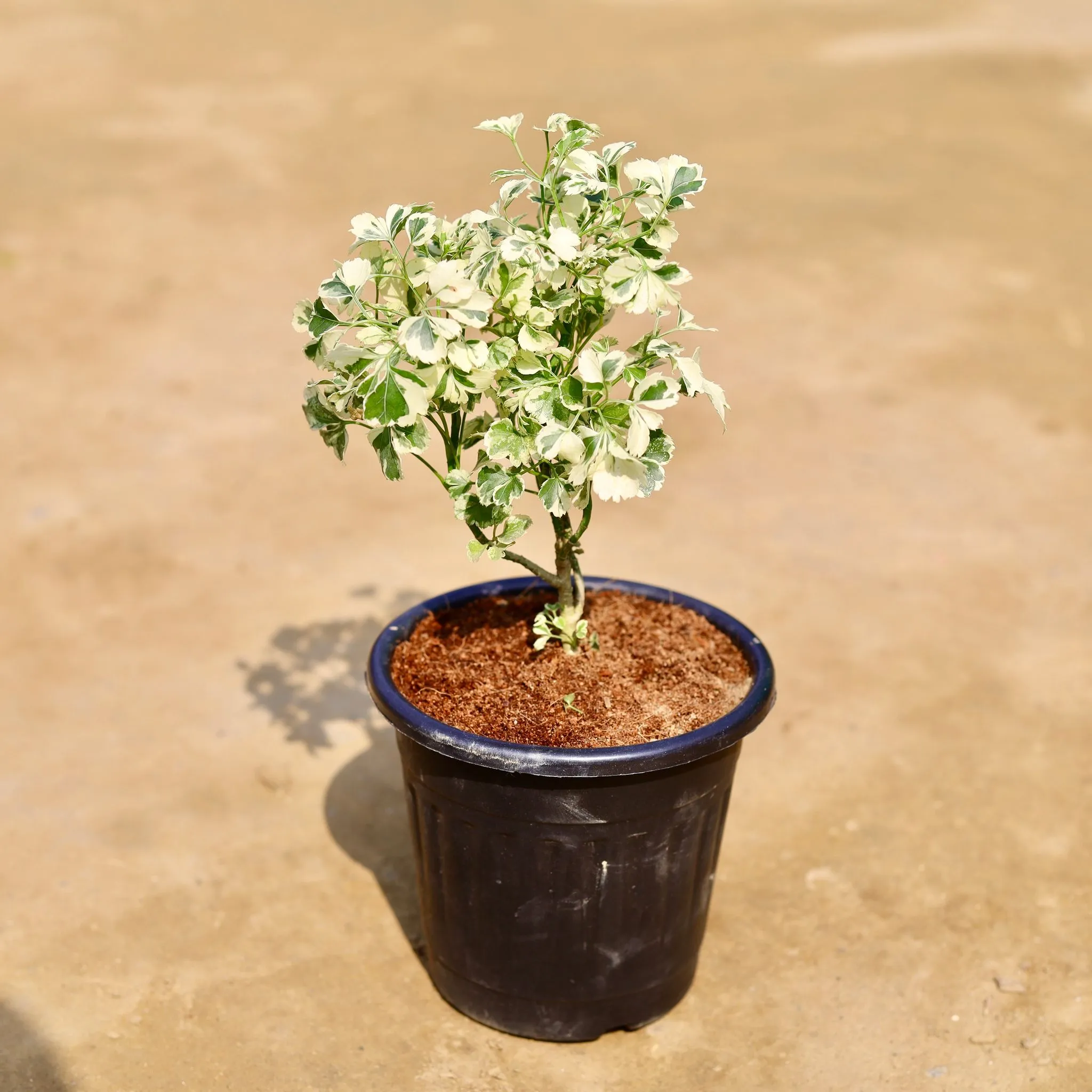 Rare Large Leaf Aralia White in 6 inch Black Super Nursery Pot