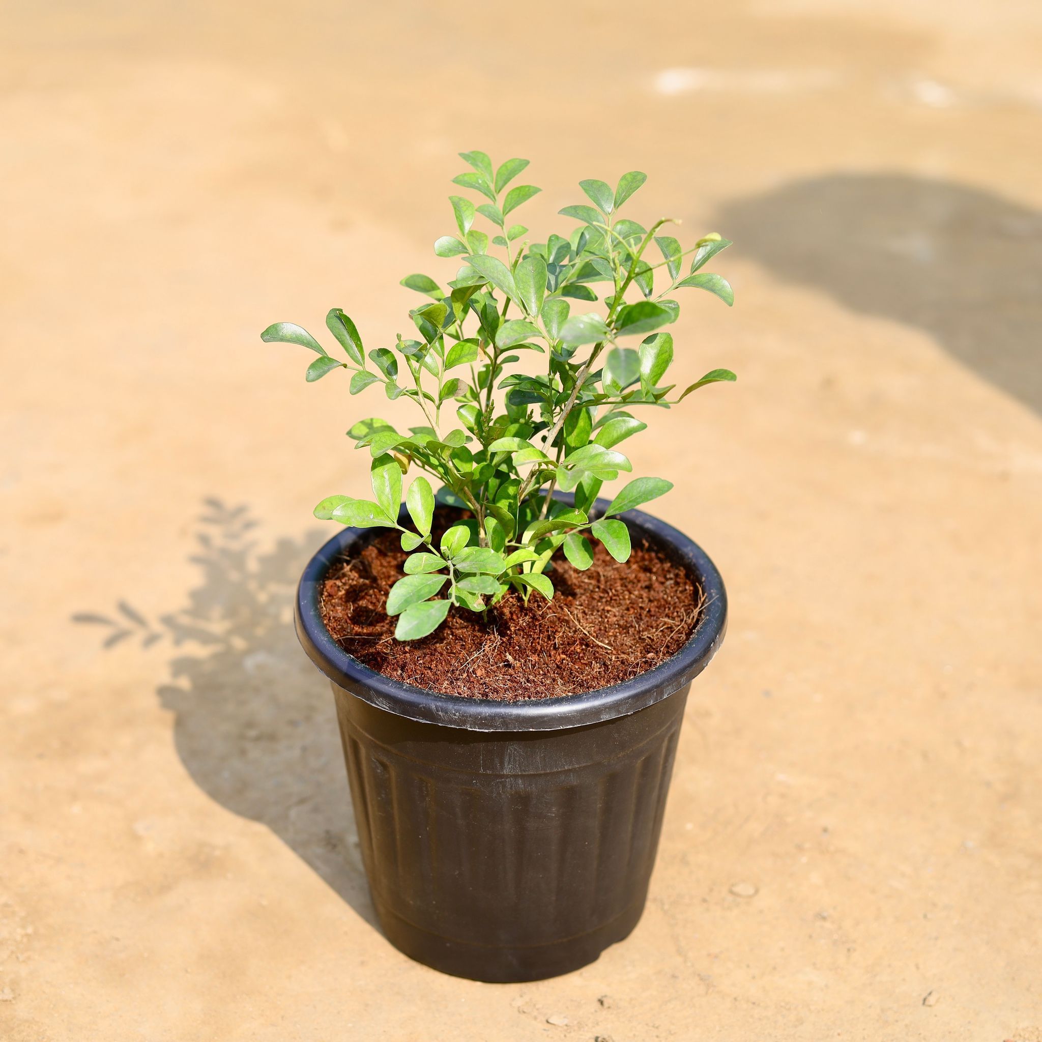 Madhu Kamini White in 6 inch Black Super Nursery Pot