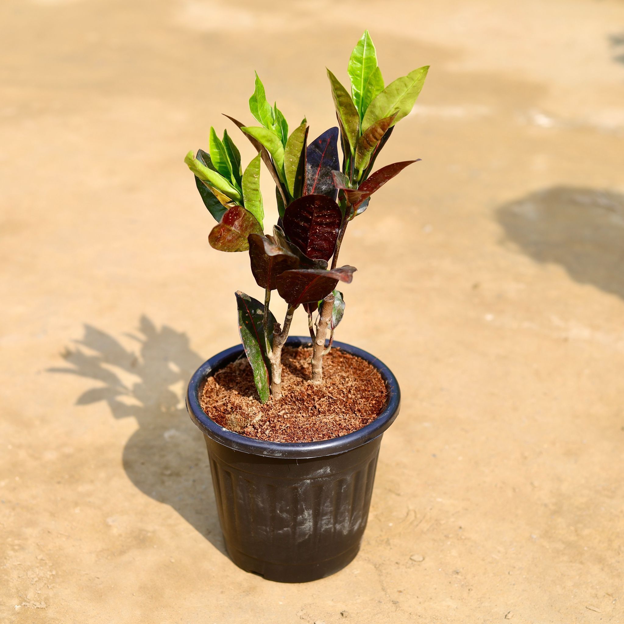 Croton Twilight Jewel in 6 inch Black Super Nursery Pot