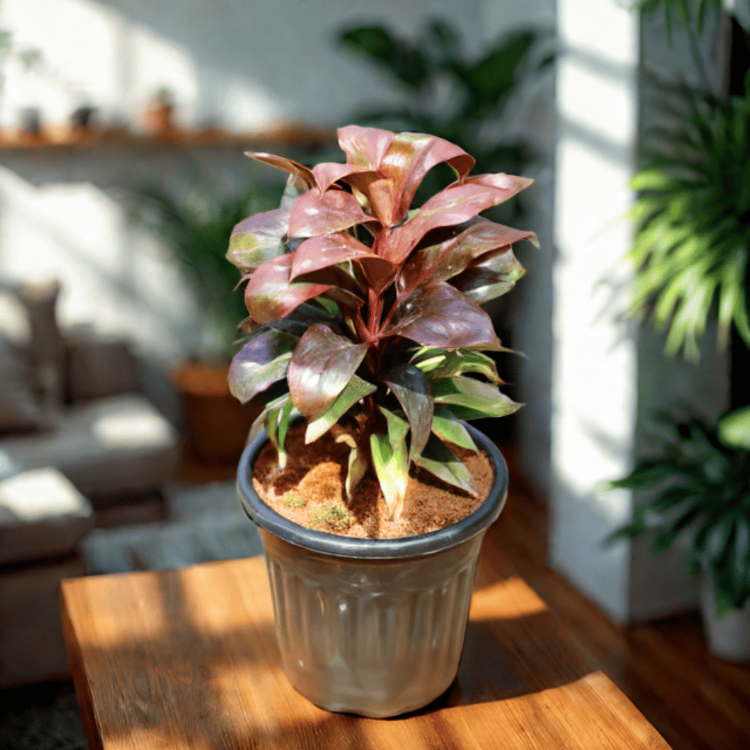 Dracaena Crimson Crush in 6 inch Black Super Nursery Pot