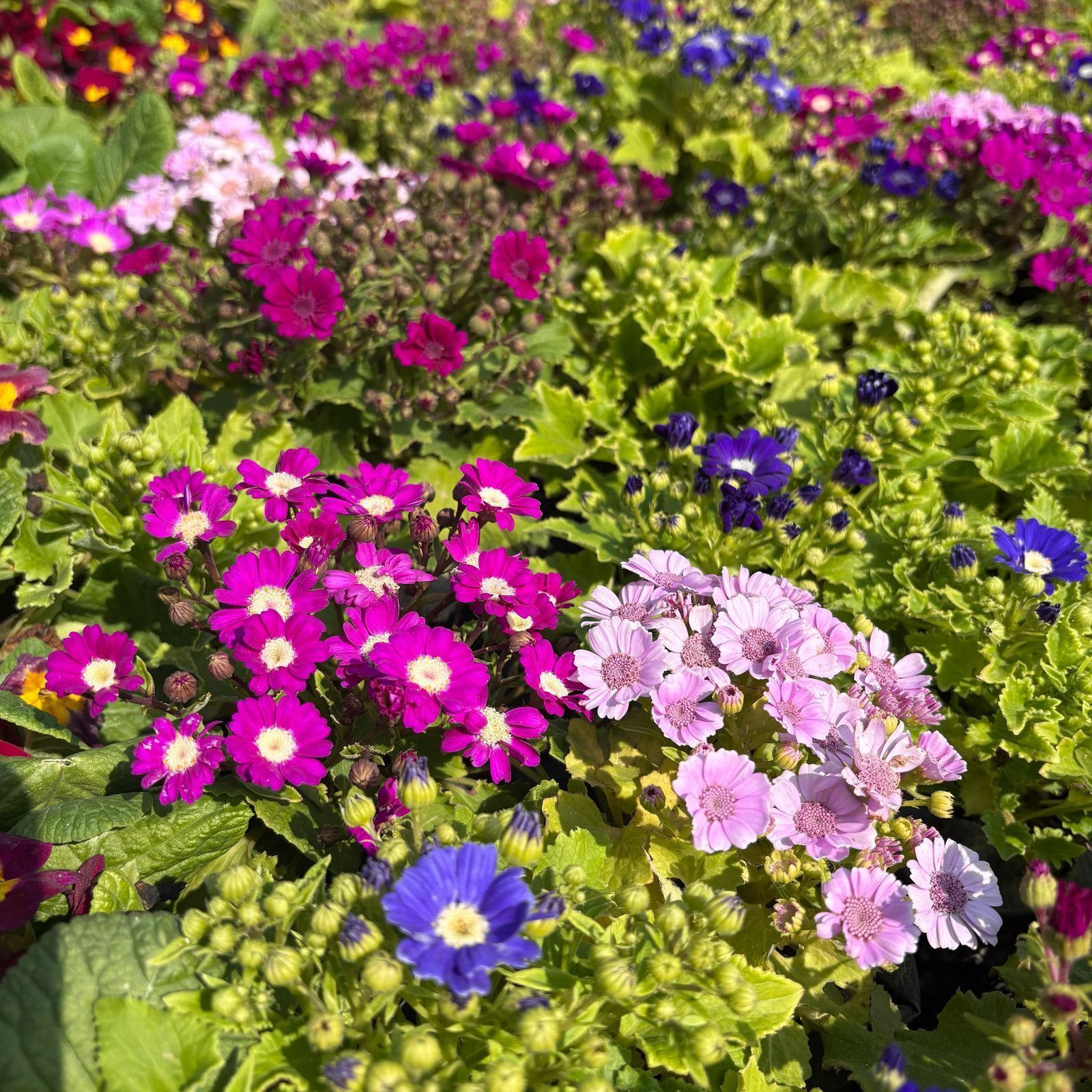 Set of 2 - Cineraria (Any Colour) in 4 Inch Nursery Bag