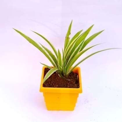 Spider Plant in 4 Inch Live Fresh Plant Yellow Premium Orchid Square Plastic Pot in Sector 32