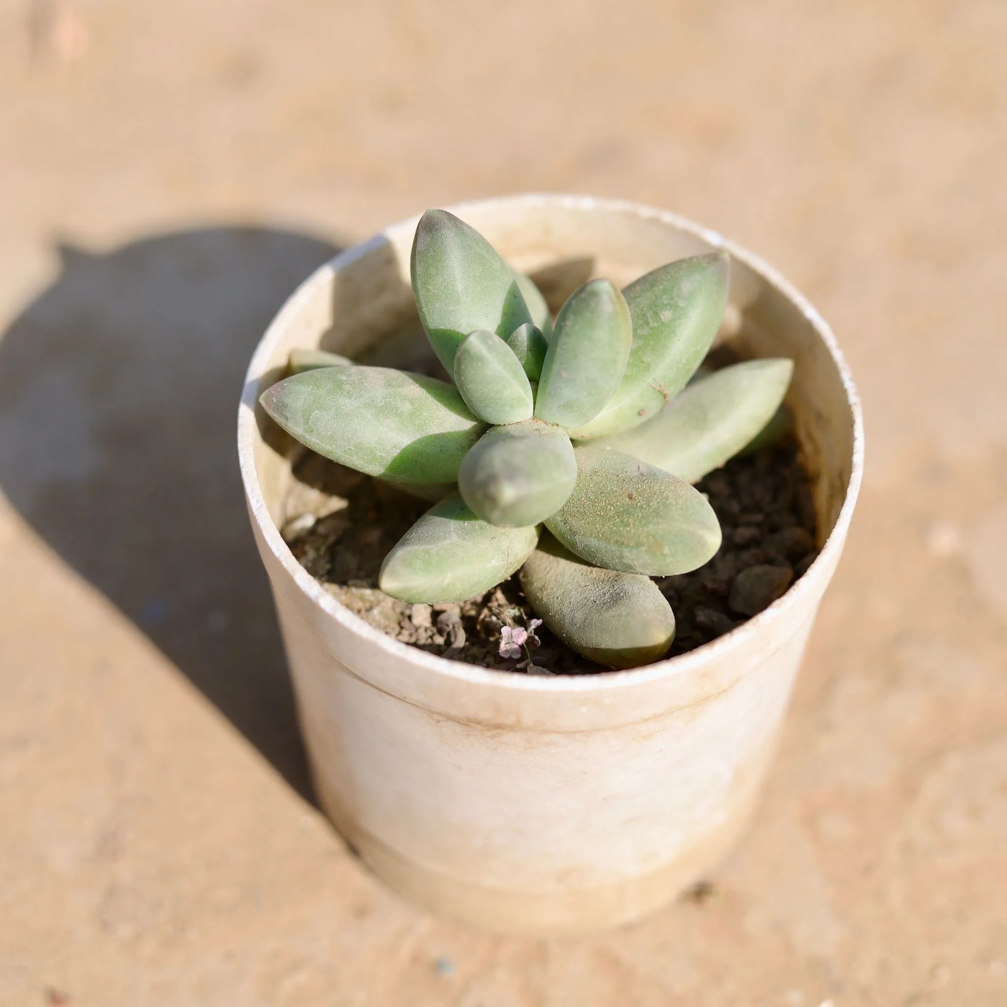 Pachyphyutum Compactum in 4 Inch Nursery Pot