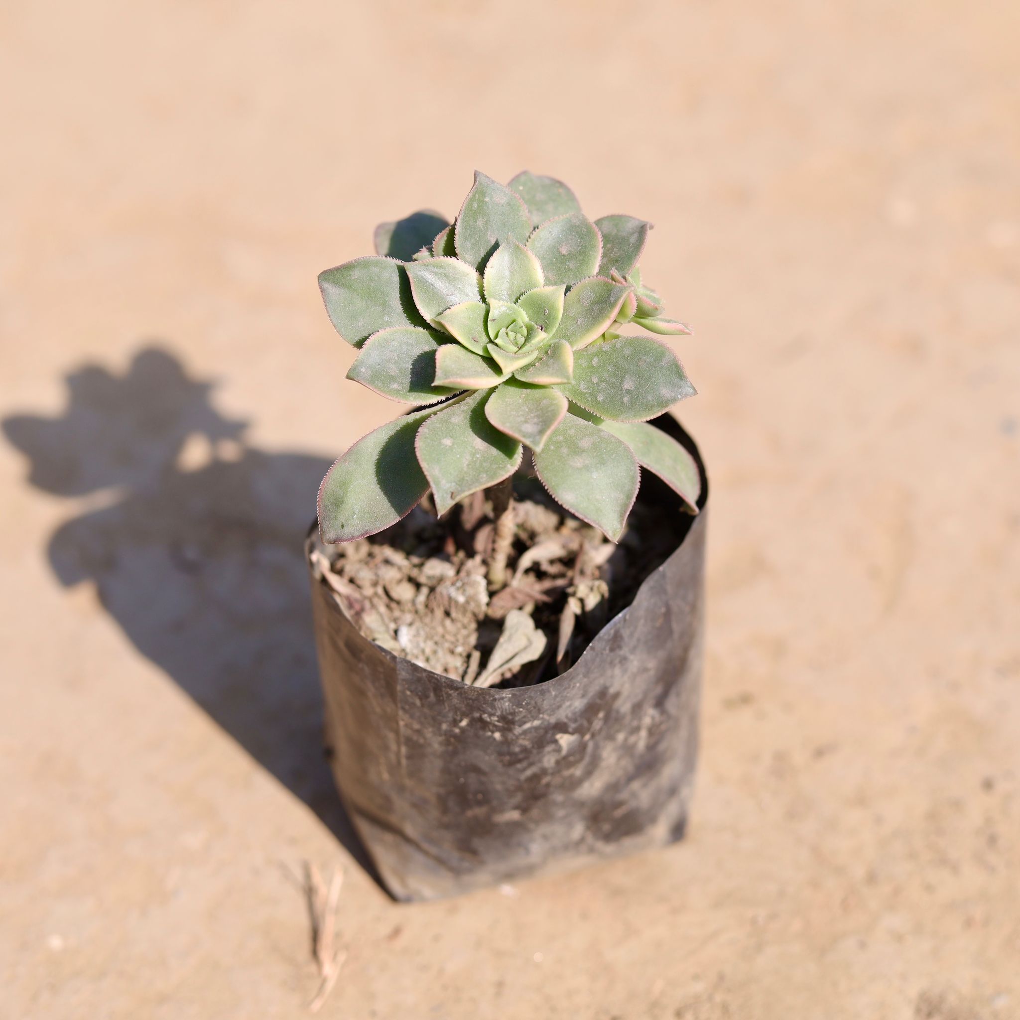 Ghost Plant / Mother of Pearl Plant in 3 Inch Nursery Bag