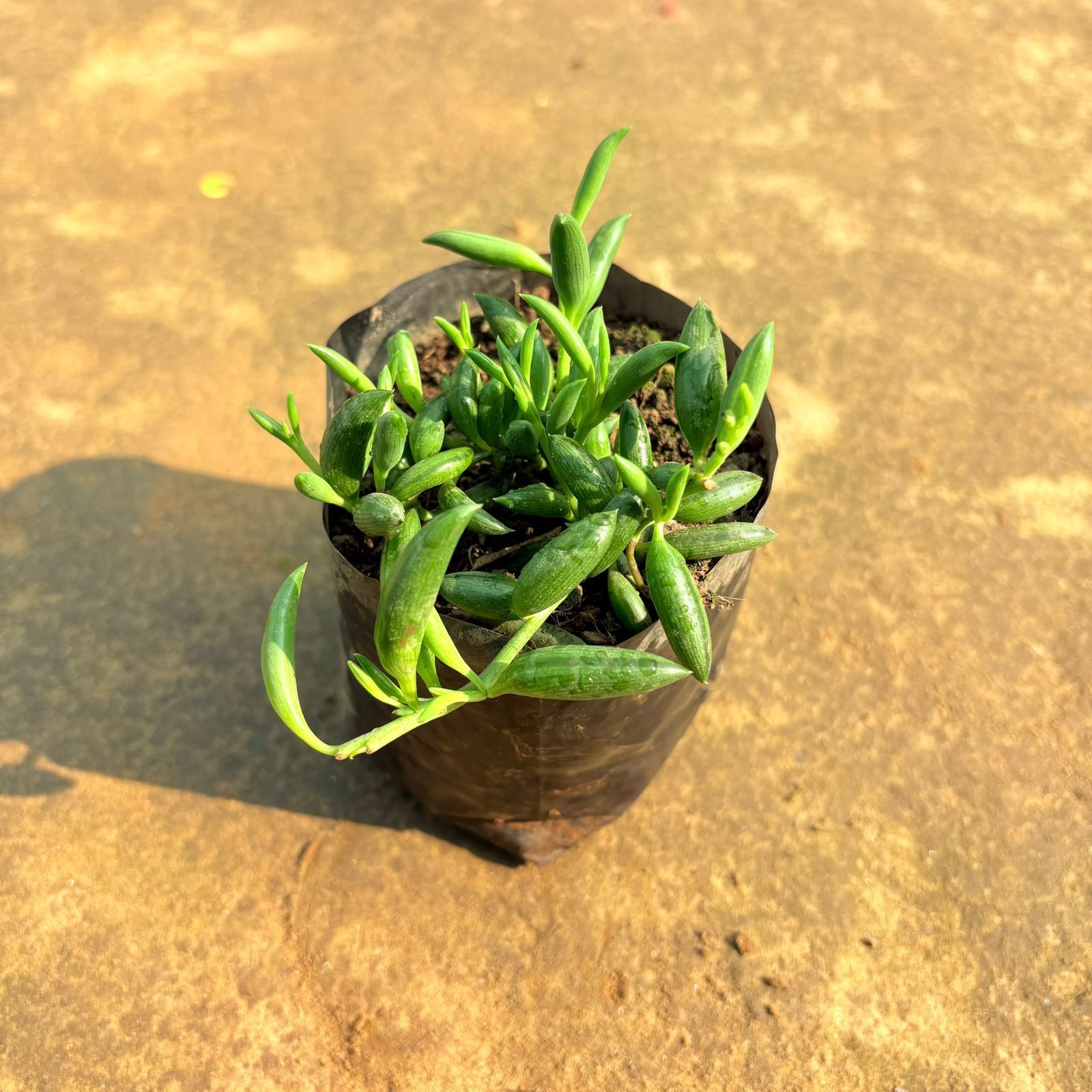 String of Banana in 3 Inch Nursery Bag
