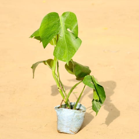 Monstera Deliciosa in 3 inch Nursery Bag