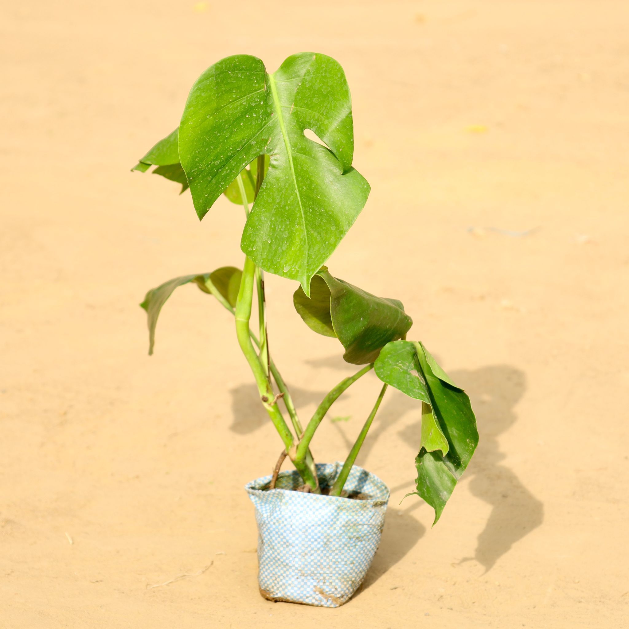 Monstera Deliciosa in 3 inch Nursery Bag